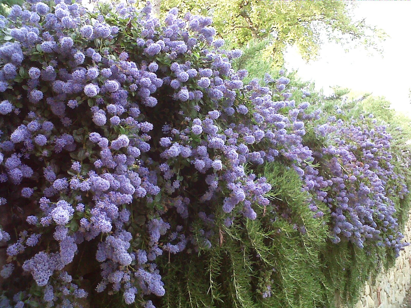 - image: 65