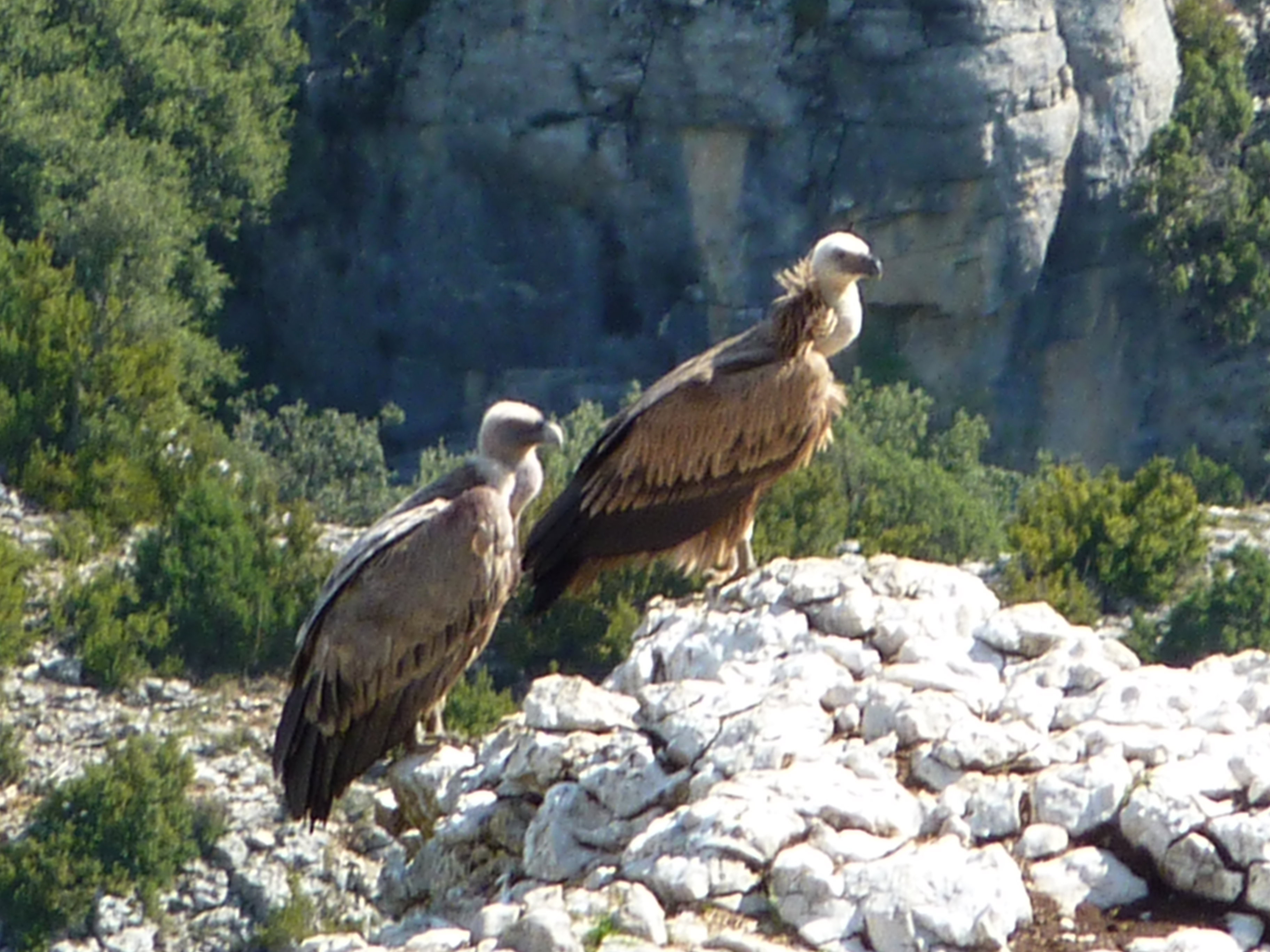 Natuurhuisje in Paules de Sarsa