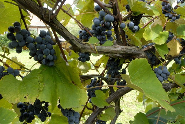 Maison nature à Szakácsi