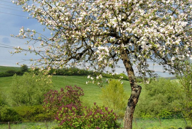 - image: 12