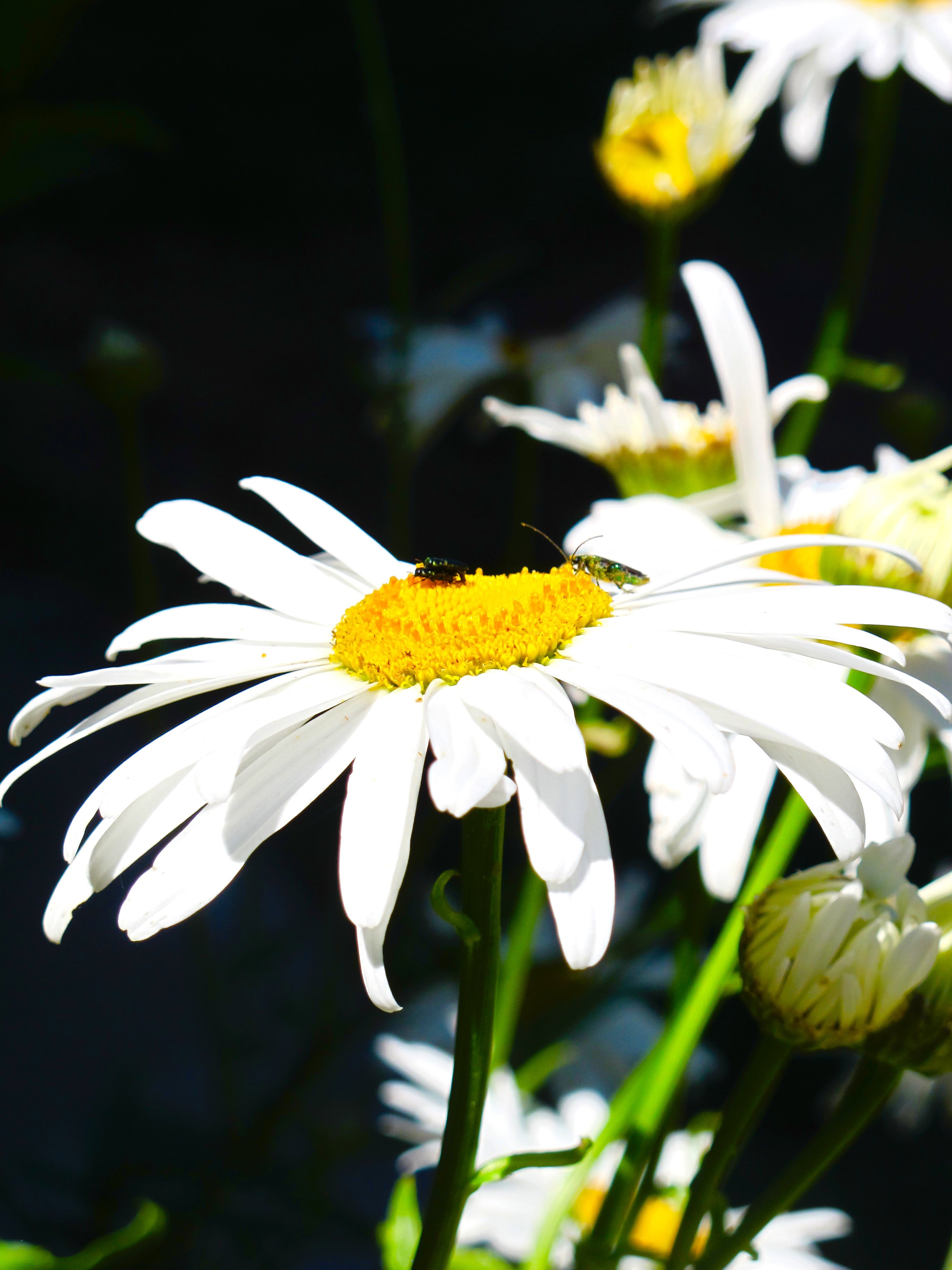 - image: 11