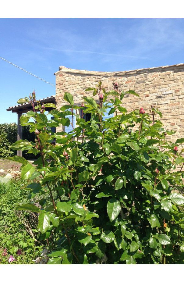 Nature house in Petritoli