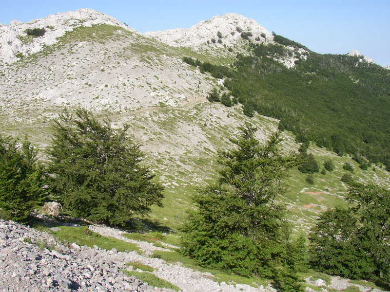 - image: 66