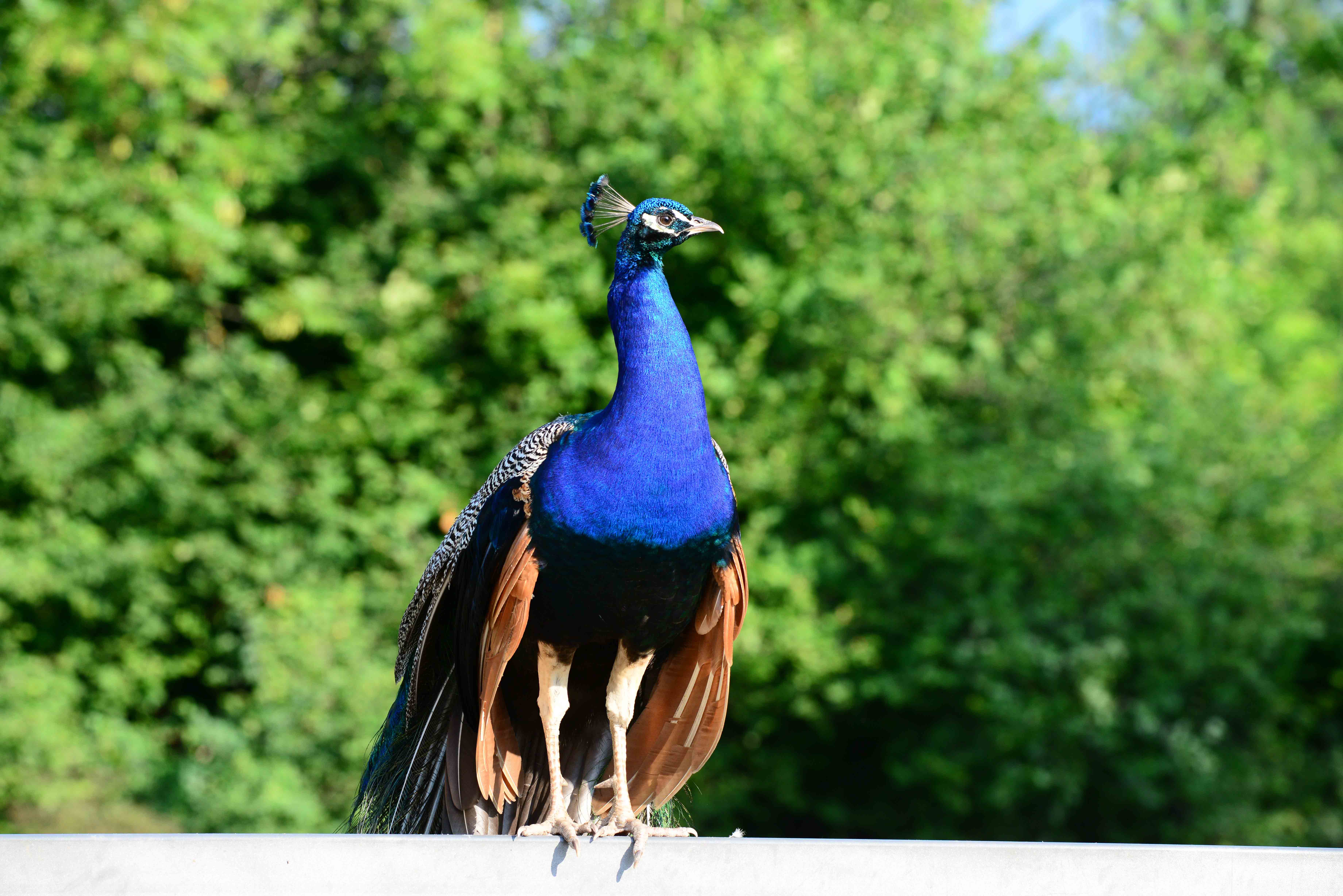Casa nella natura a Cesiomaggiore