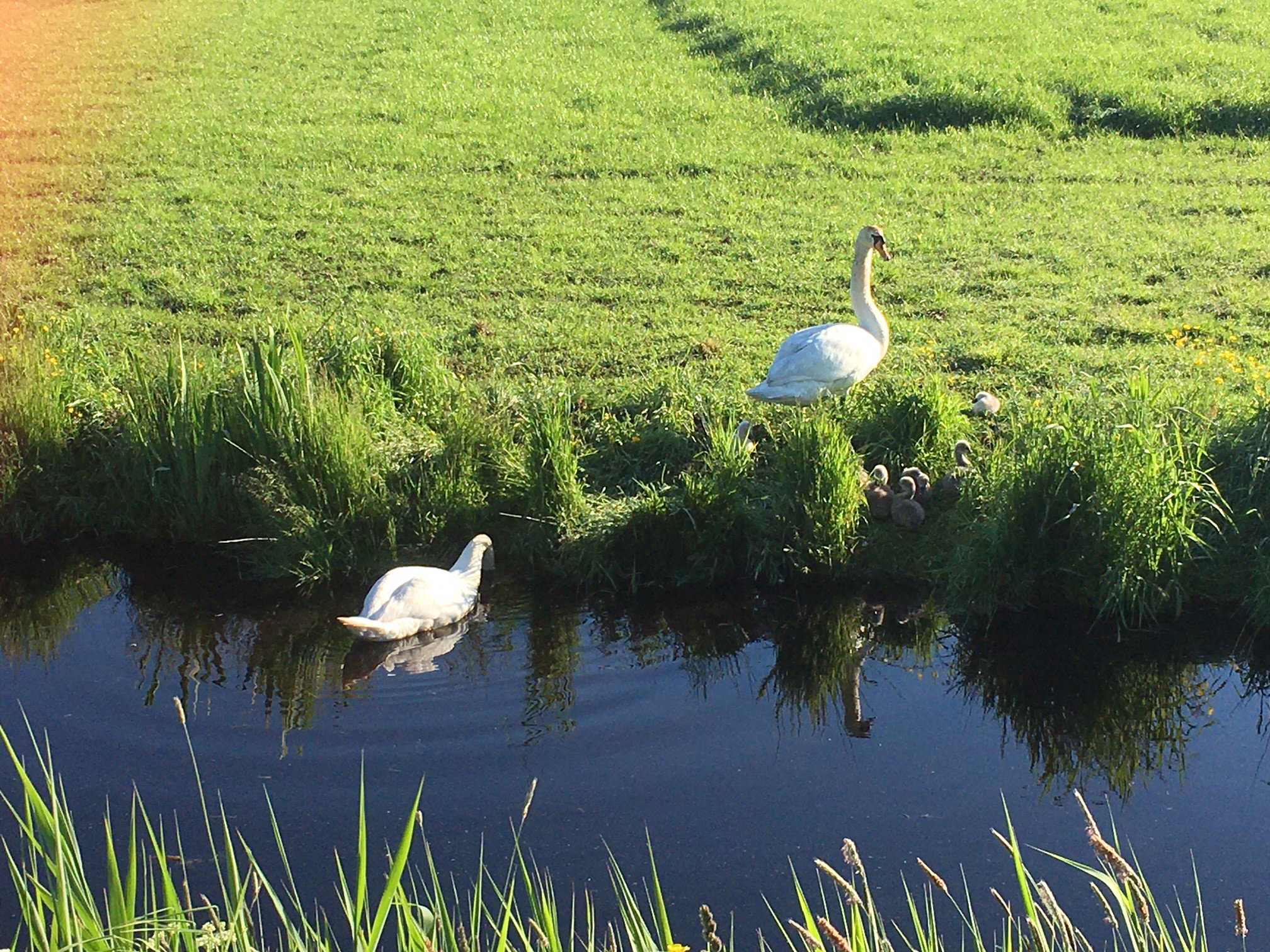 Natuurhuisje in Tijnje