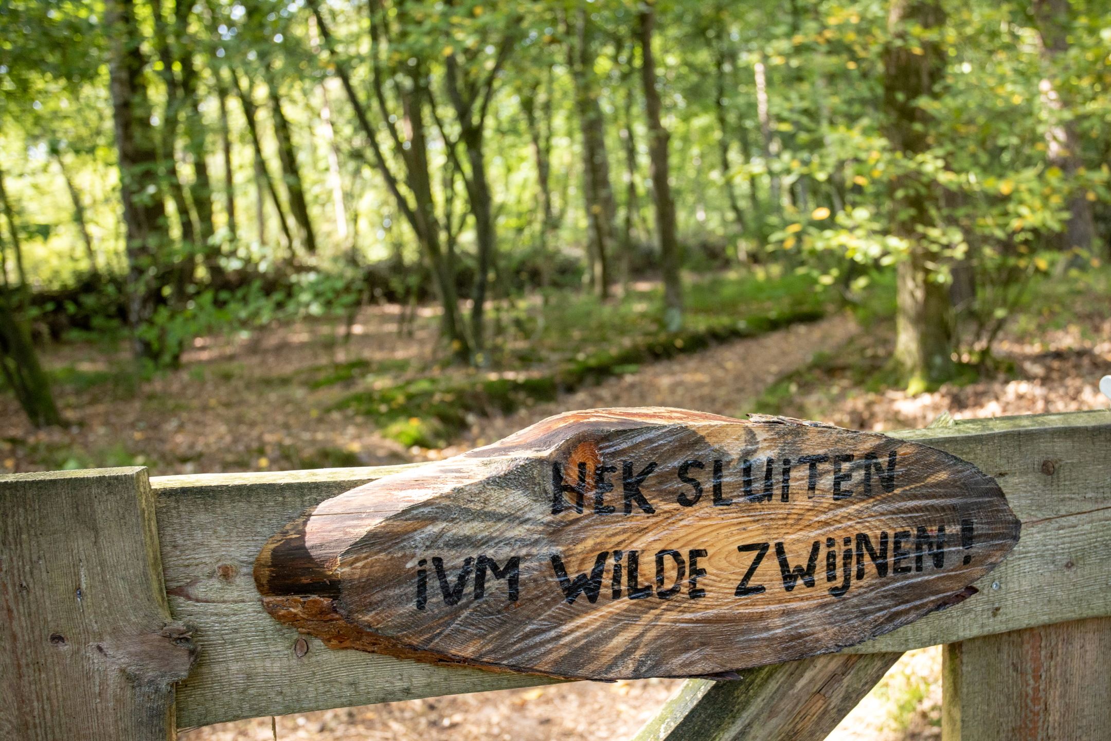 - image: 23