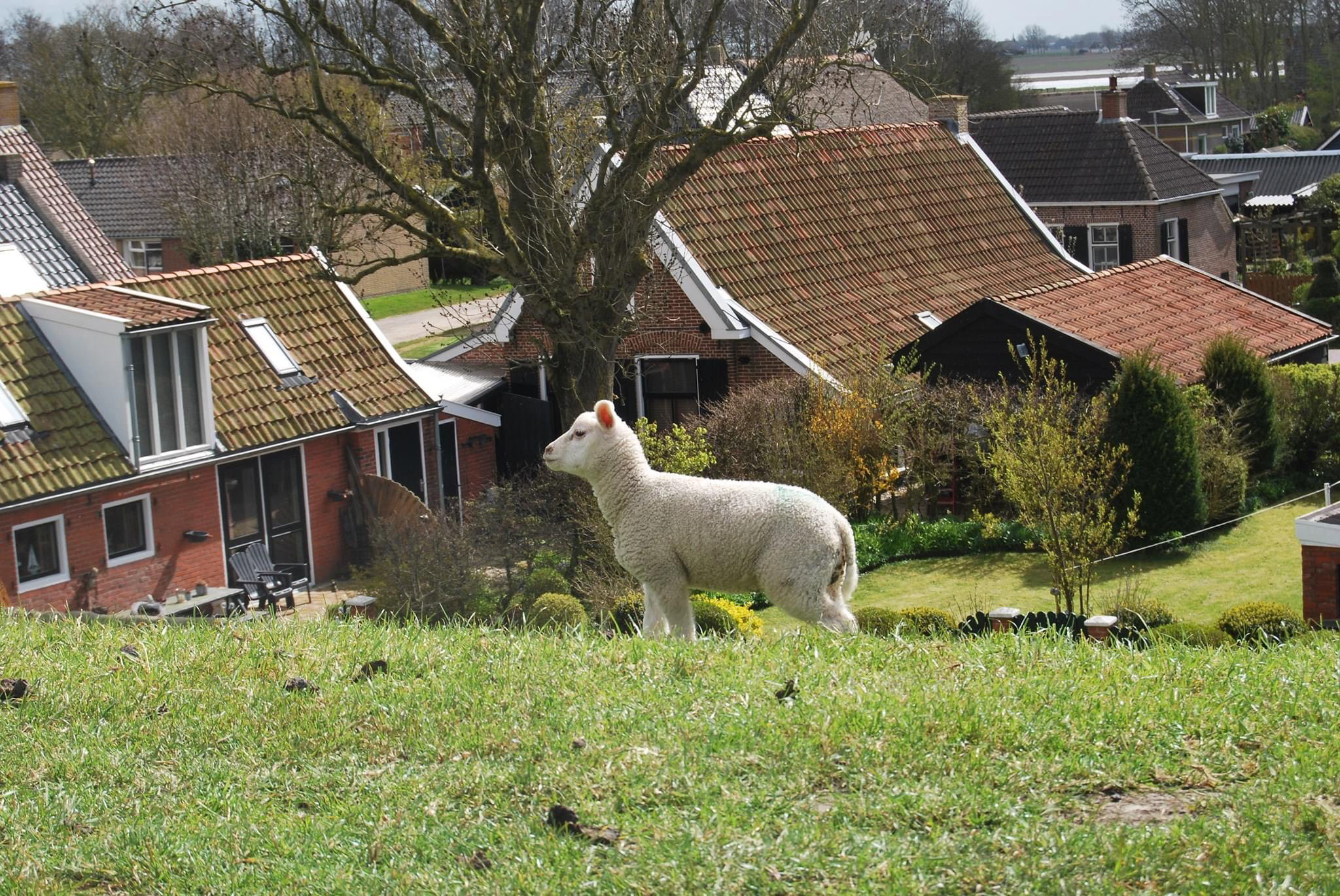 Natuurhuisje in Moddergat