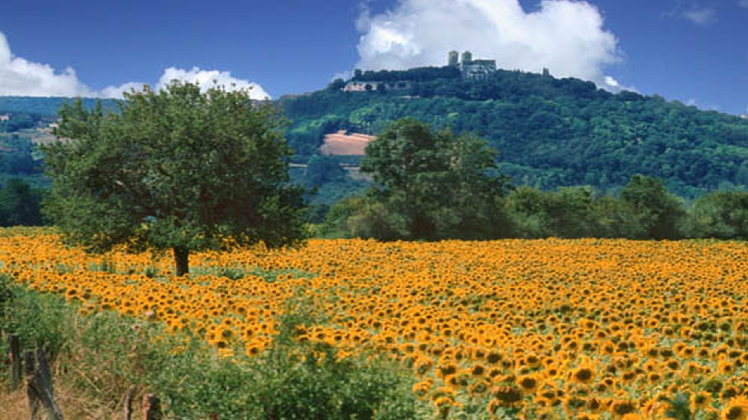 - image: 13
