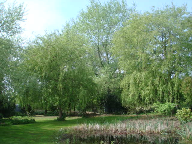 - image: 25