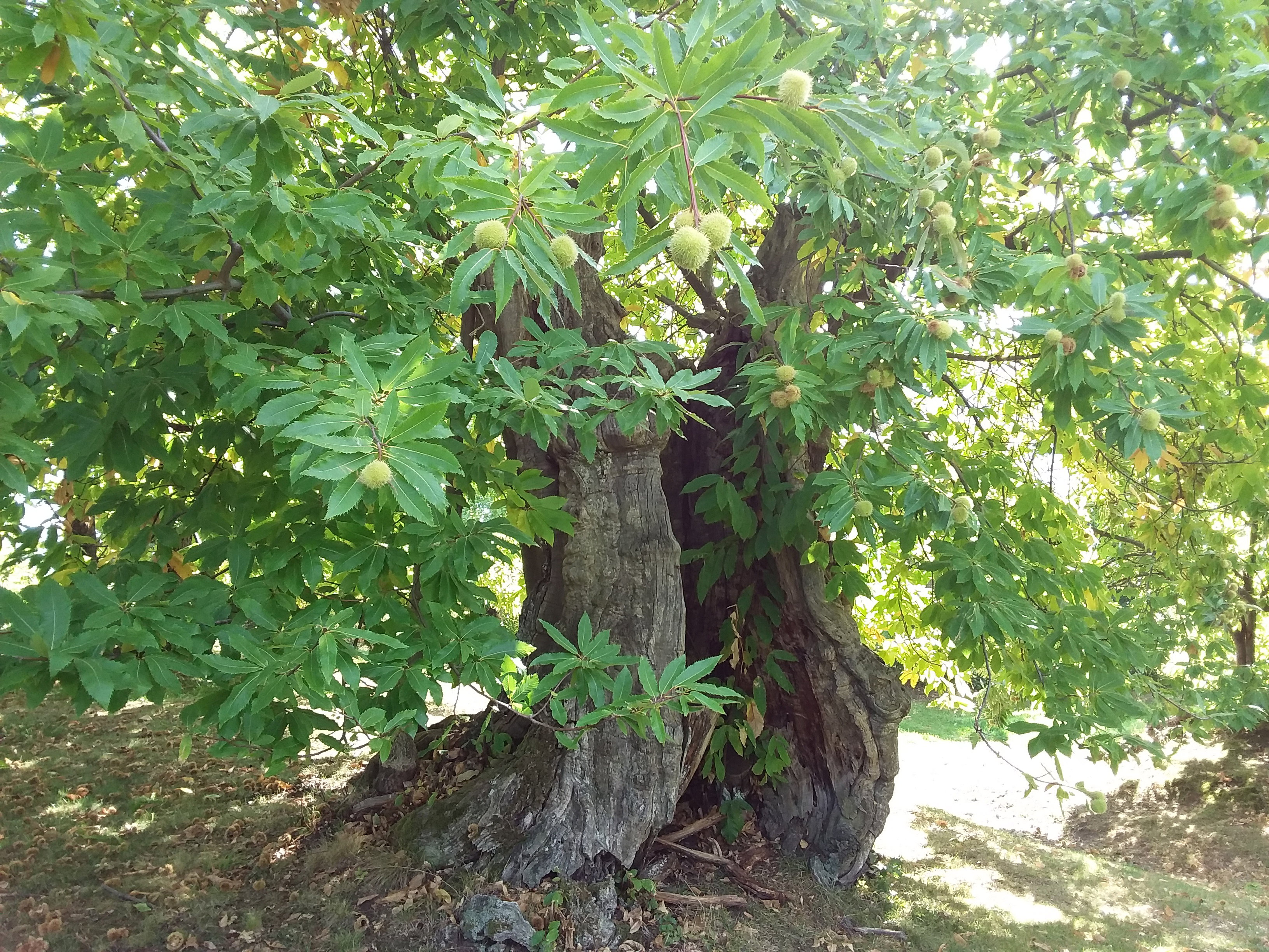 Maison nature à Piana dei castagni