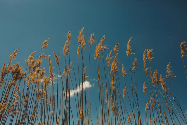 - image: 14