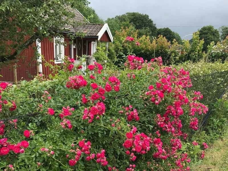 Natuurhuisje in Hässleholm