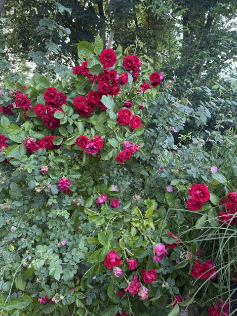 - image: 11