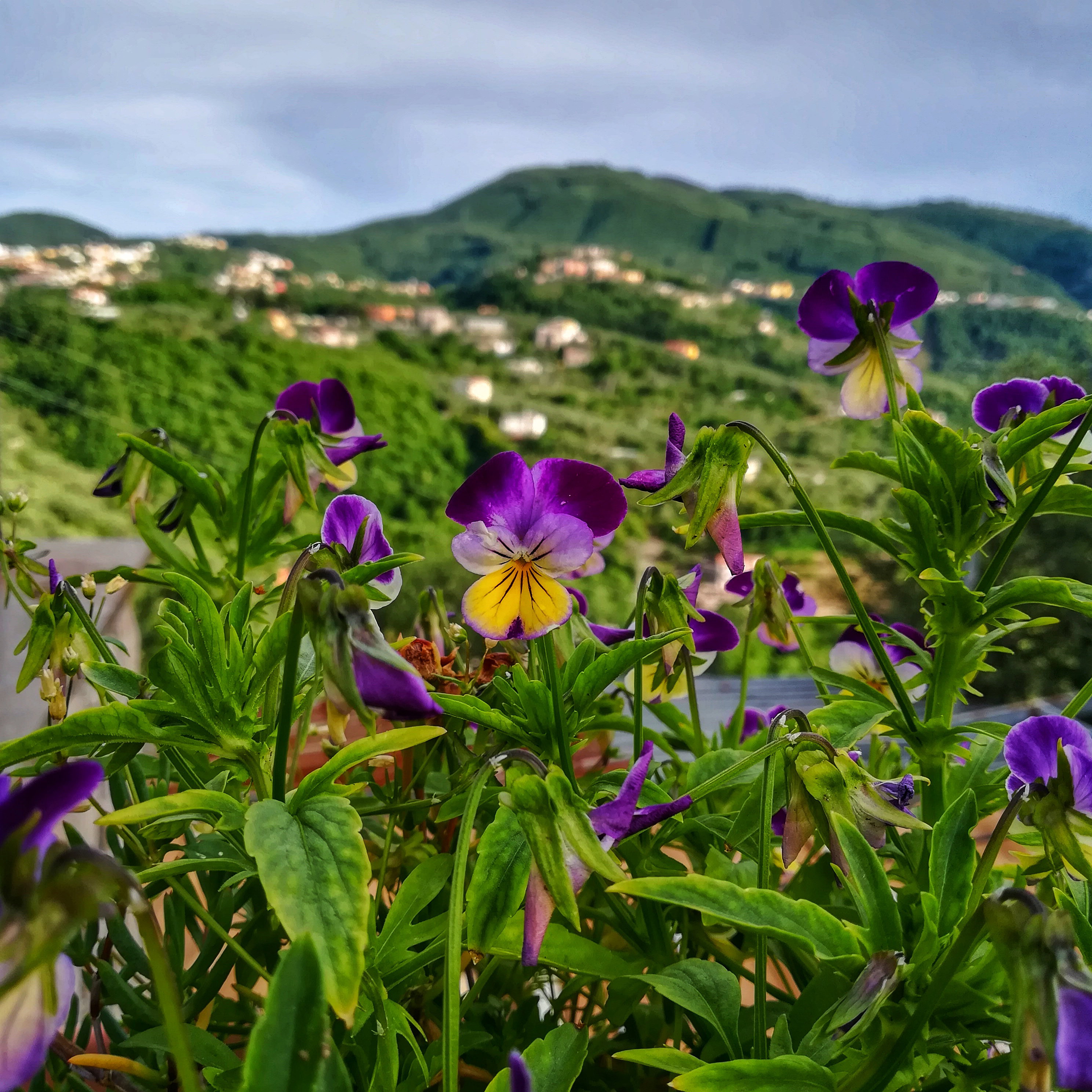 Casa nella natura a Vico Equense