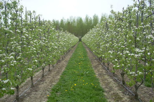 Maison nature à Sint-Gillis-Waas