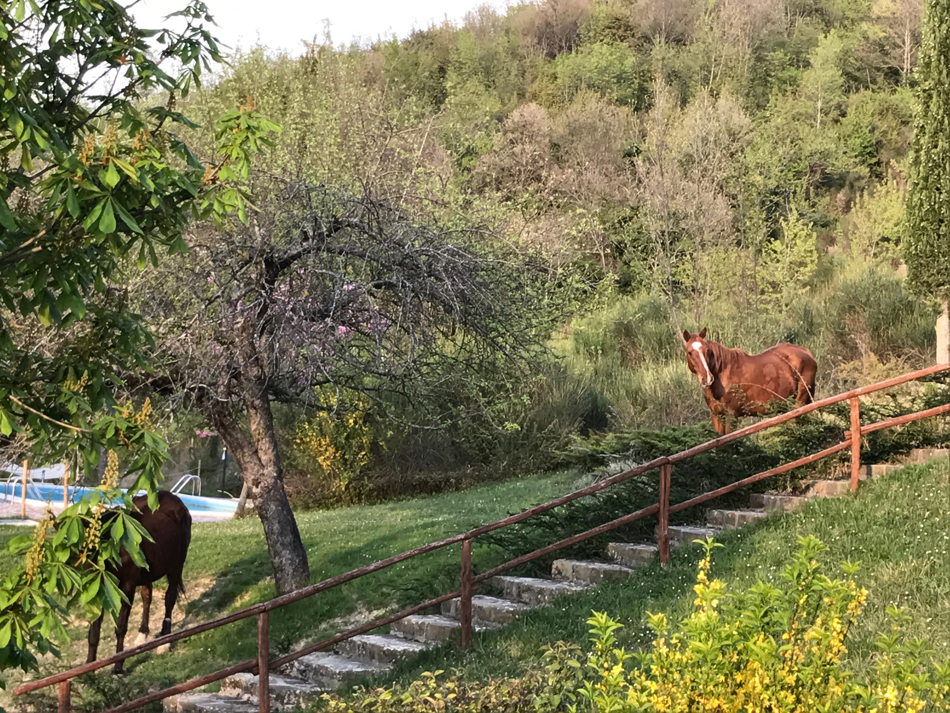 Maison nature à assisi