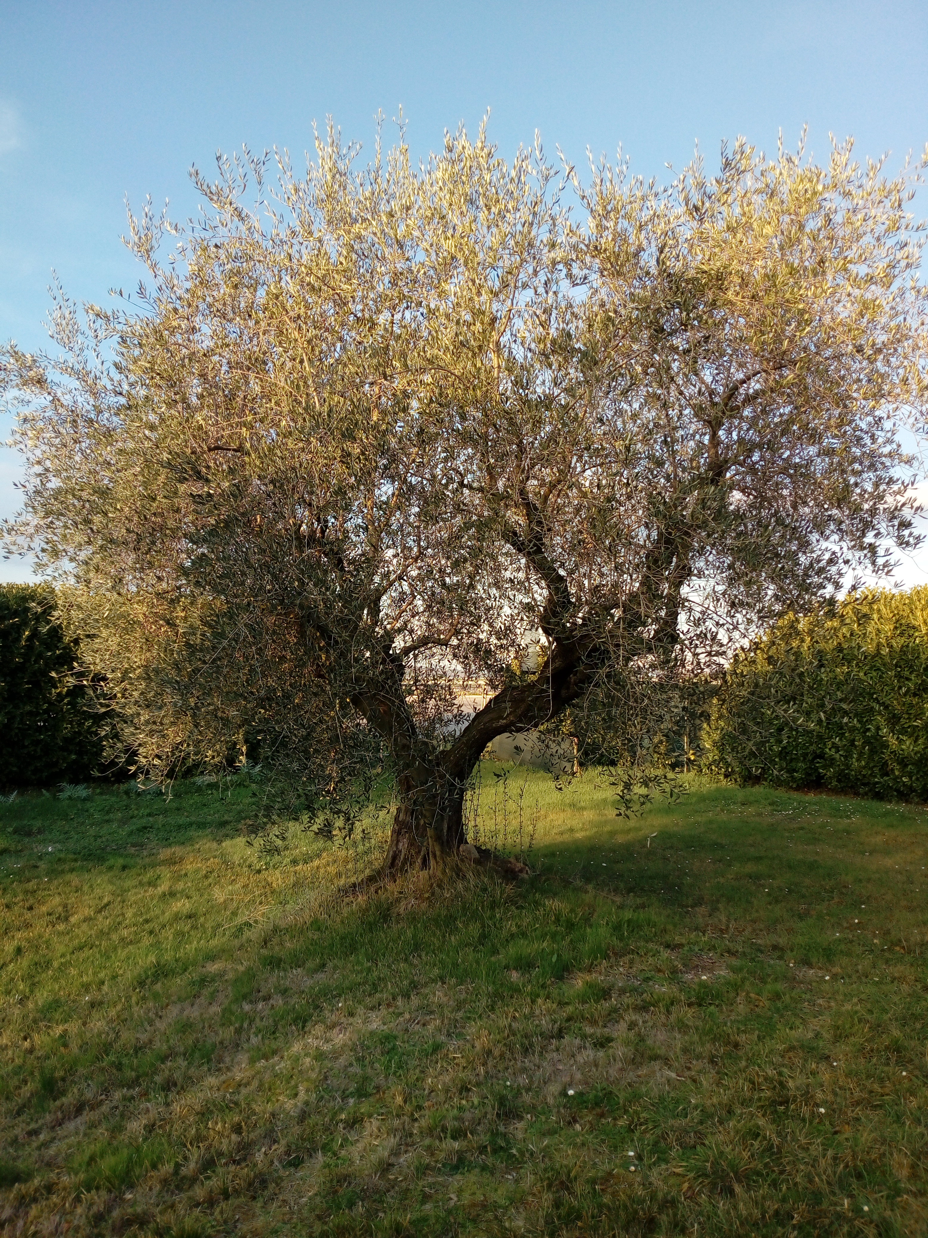 - image: 13