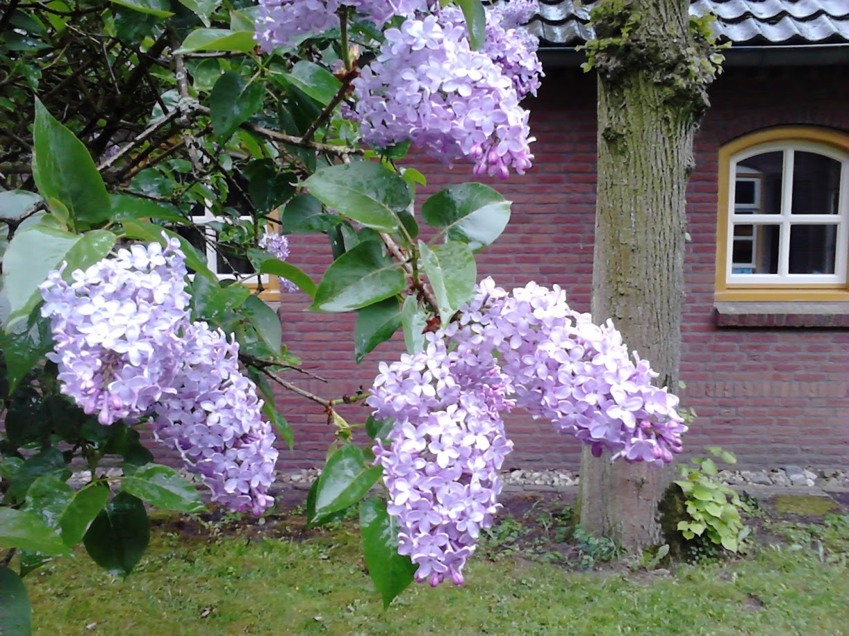 - image: 27