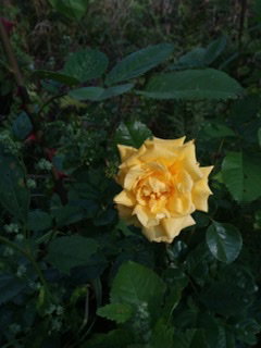- image: 20