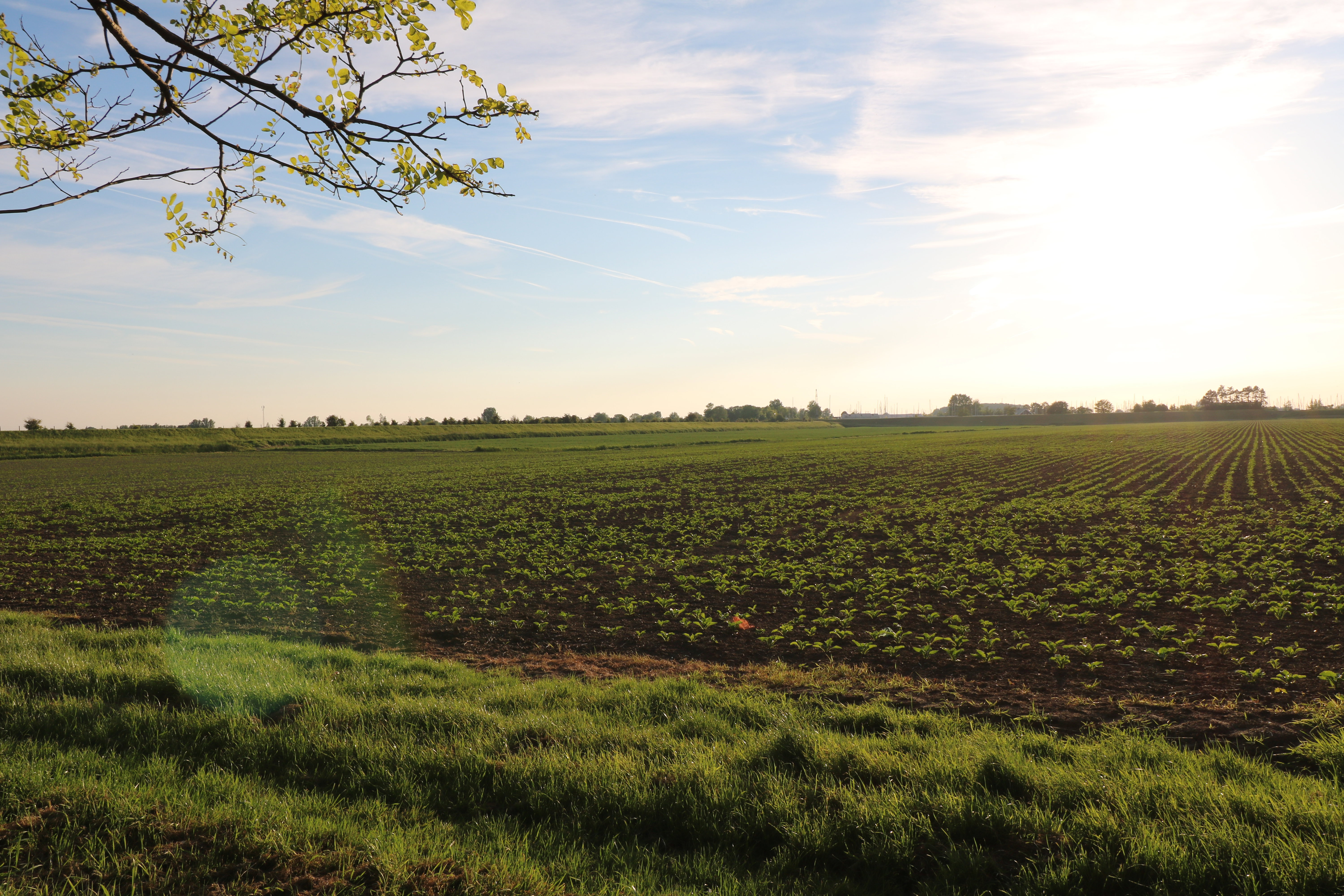Natuurhuisje in Wolphaartsdijk
