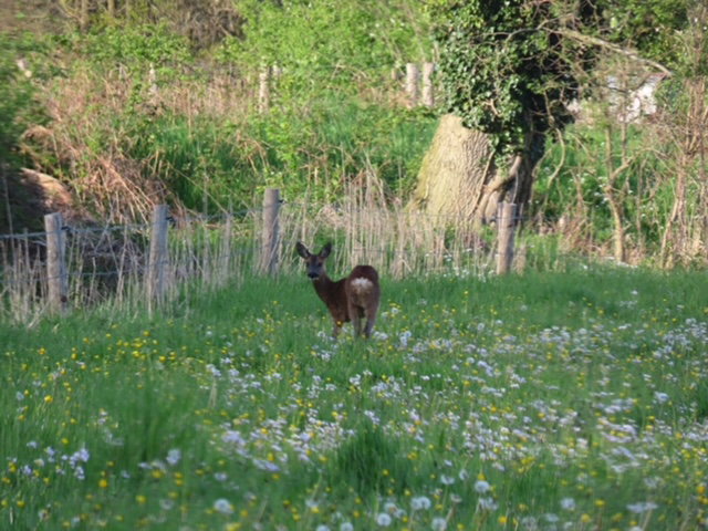 Naturhäuschen in Wichmond