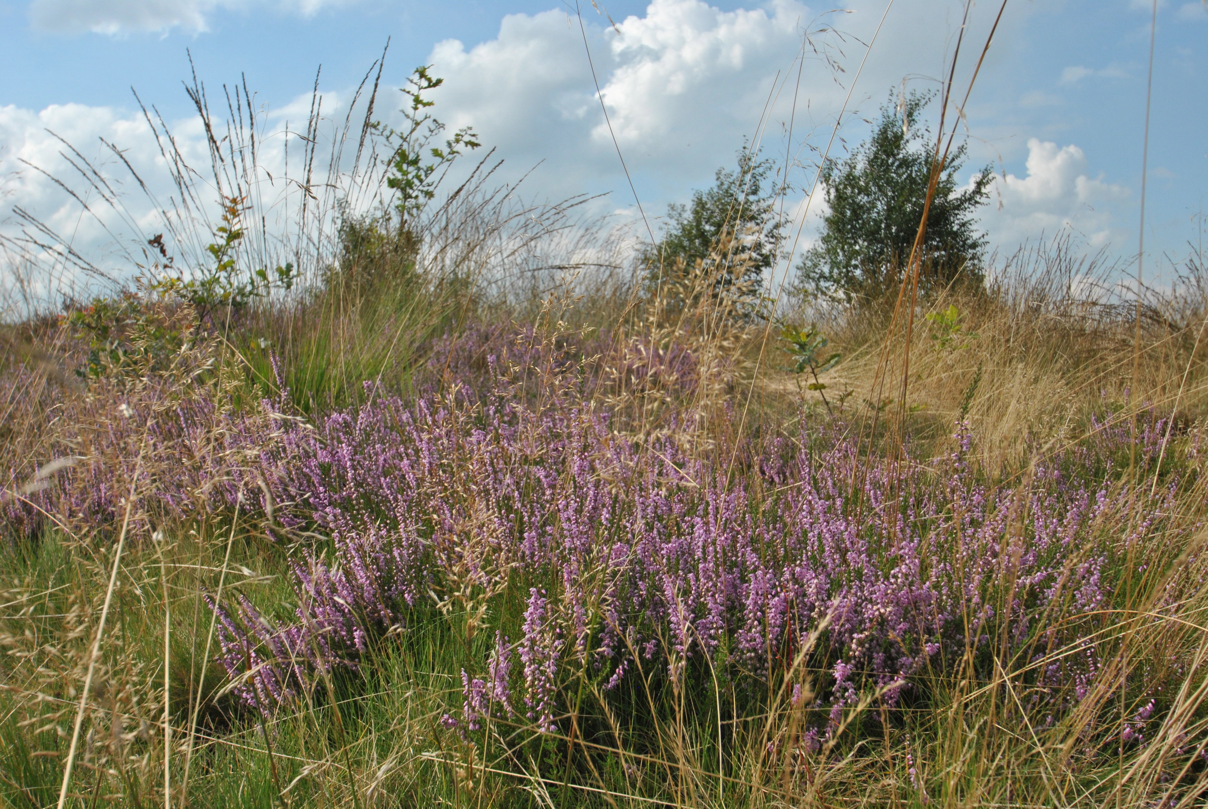 Natuurhuisje in Ruinen
