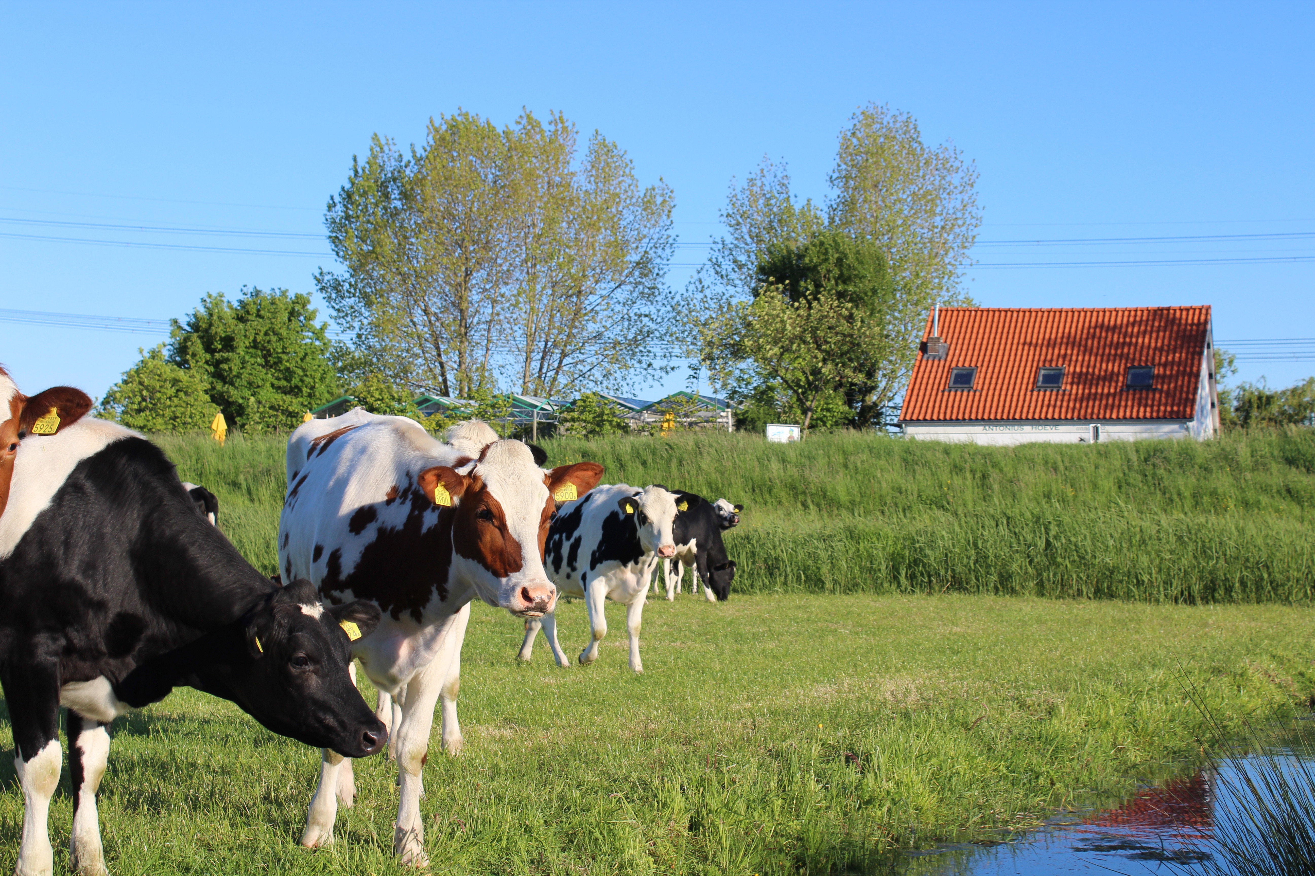 Natuurhuisje in Kwintsheul