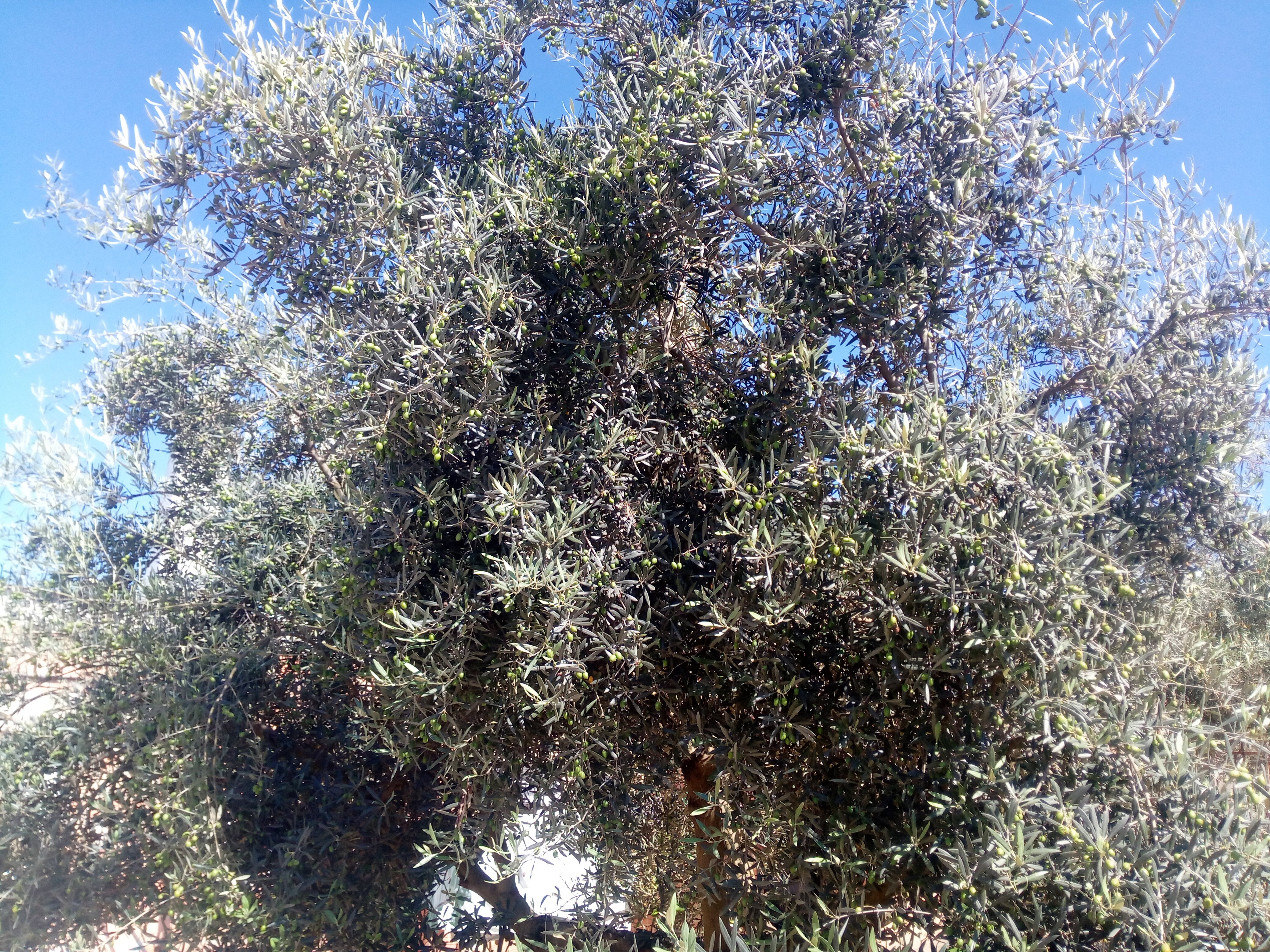 - image: 25