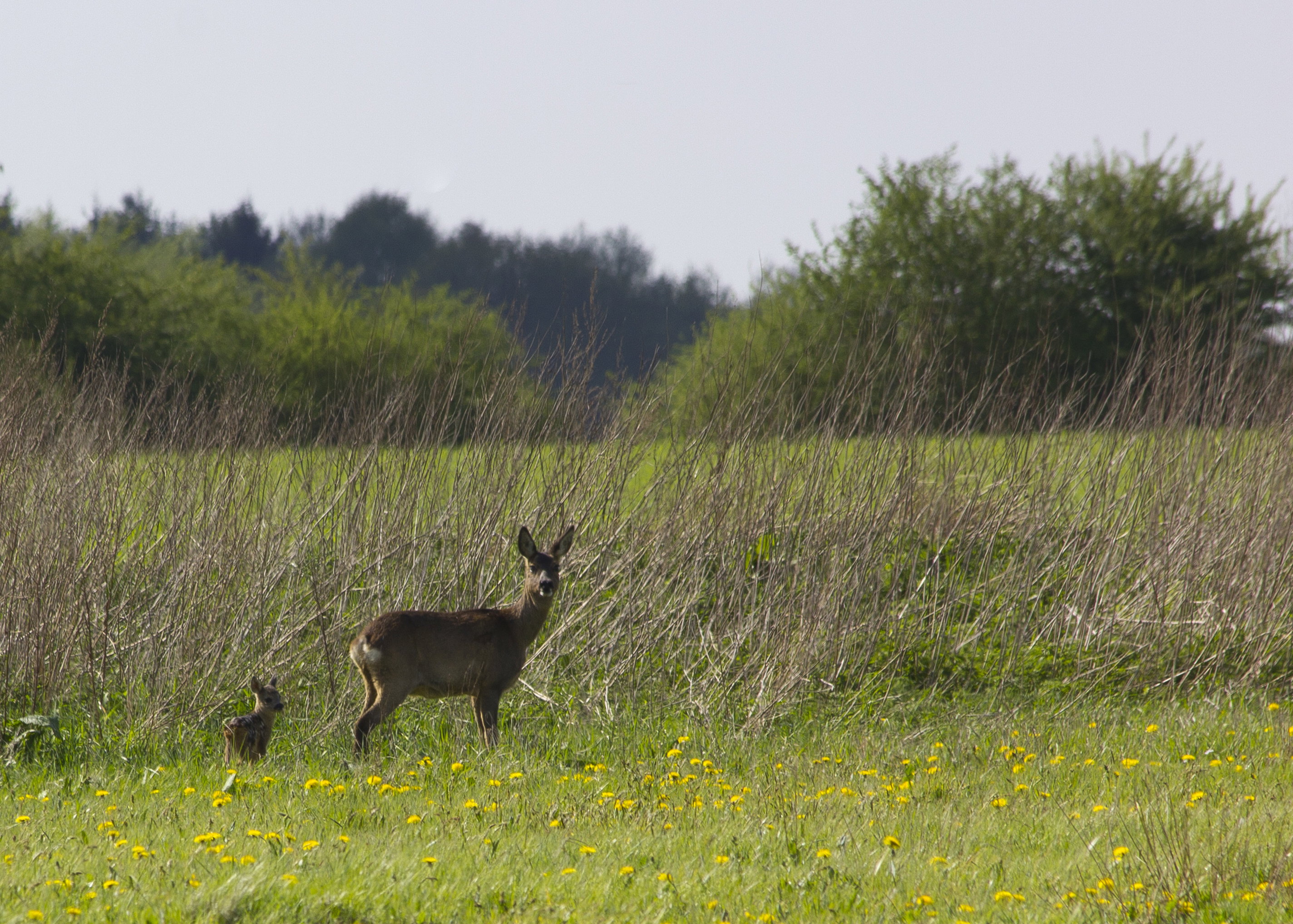 - image: 21