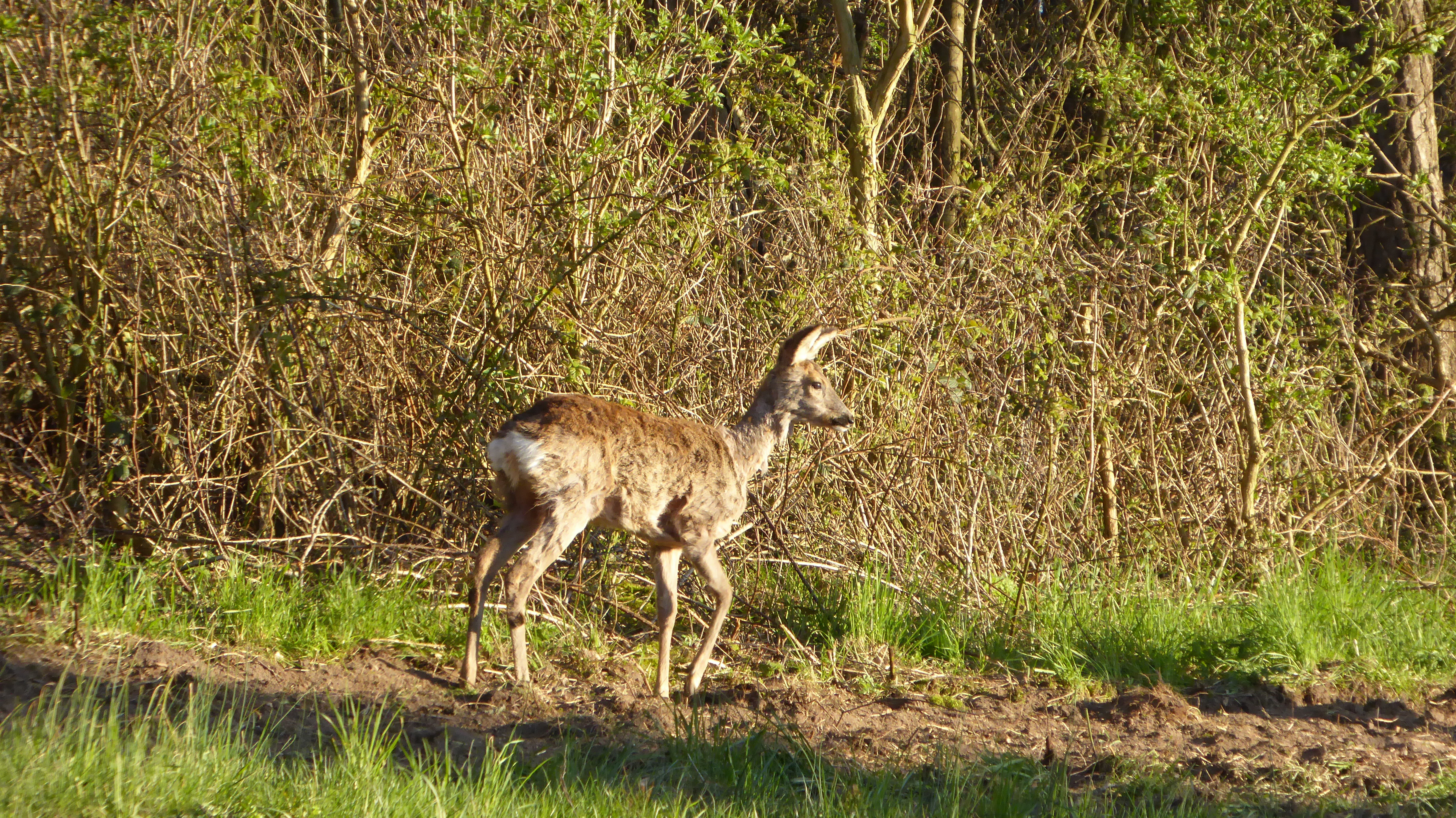 Naturhäuschen in Gingst