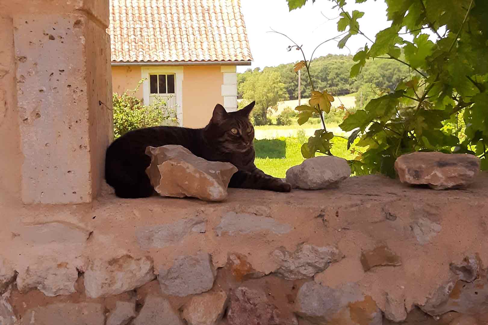 - image: 32