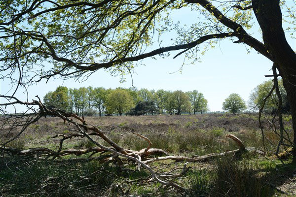 - image: 22