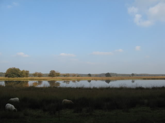- image: 41