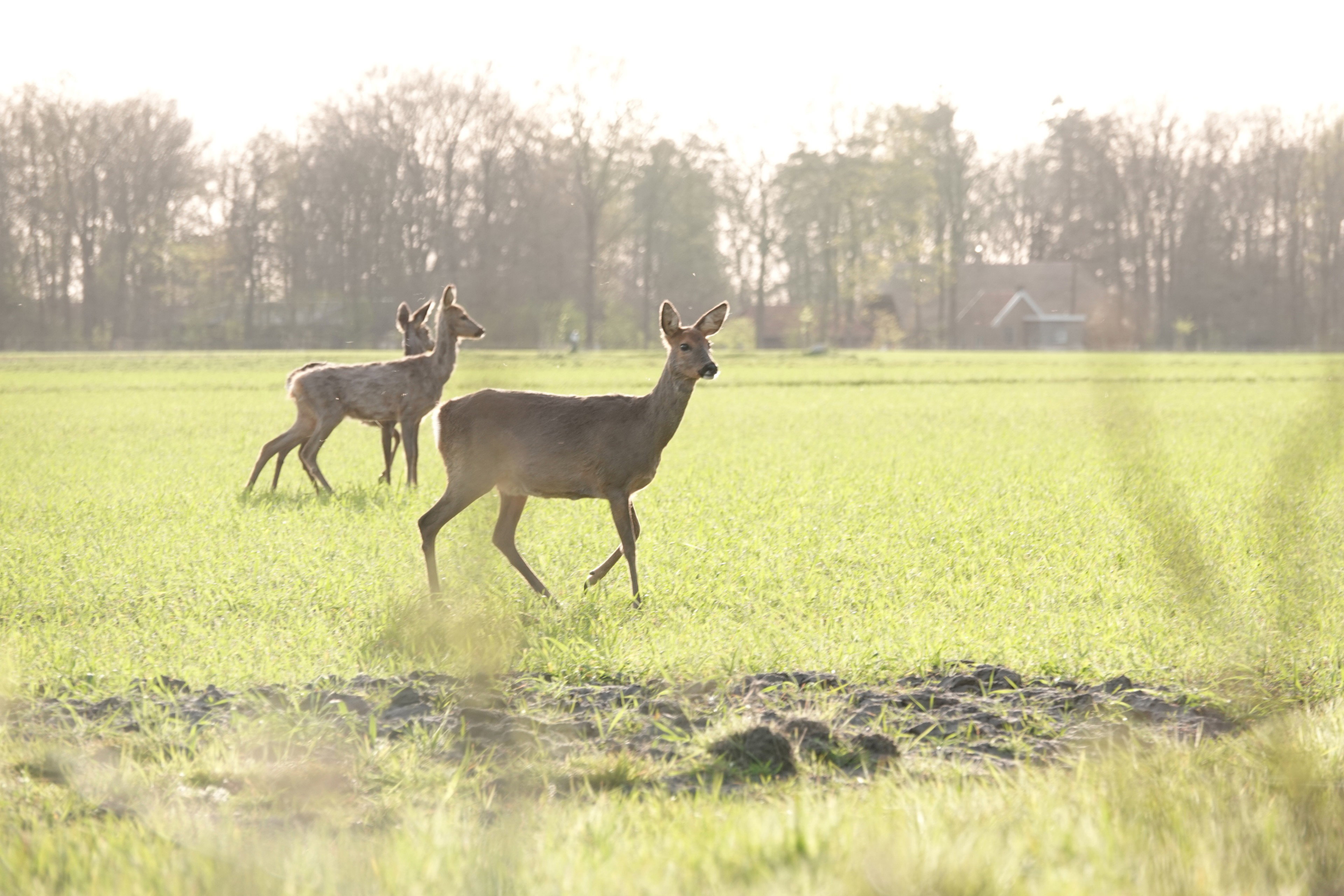 Casa nella natura a Ruinen
