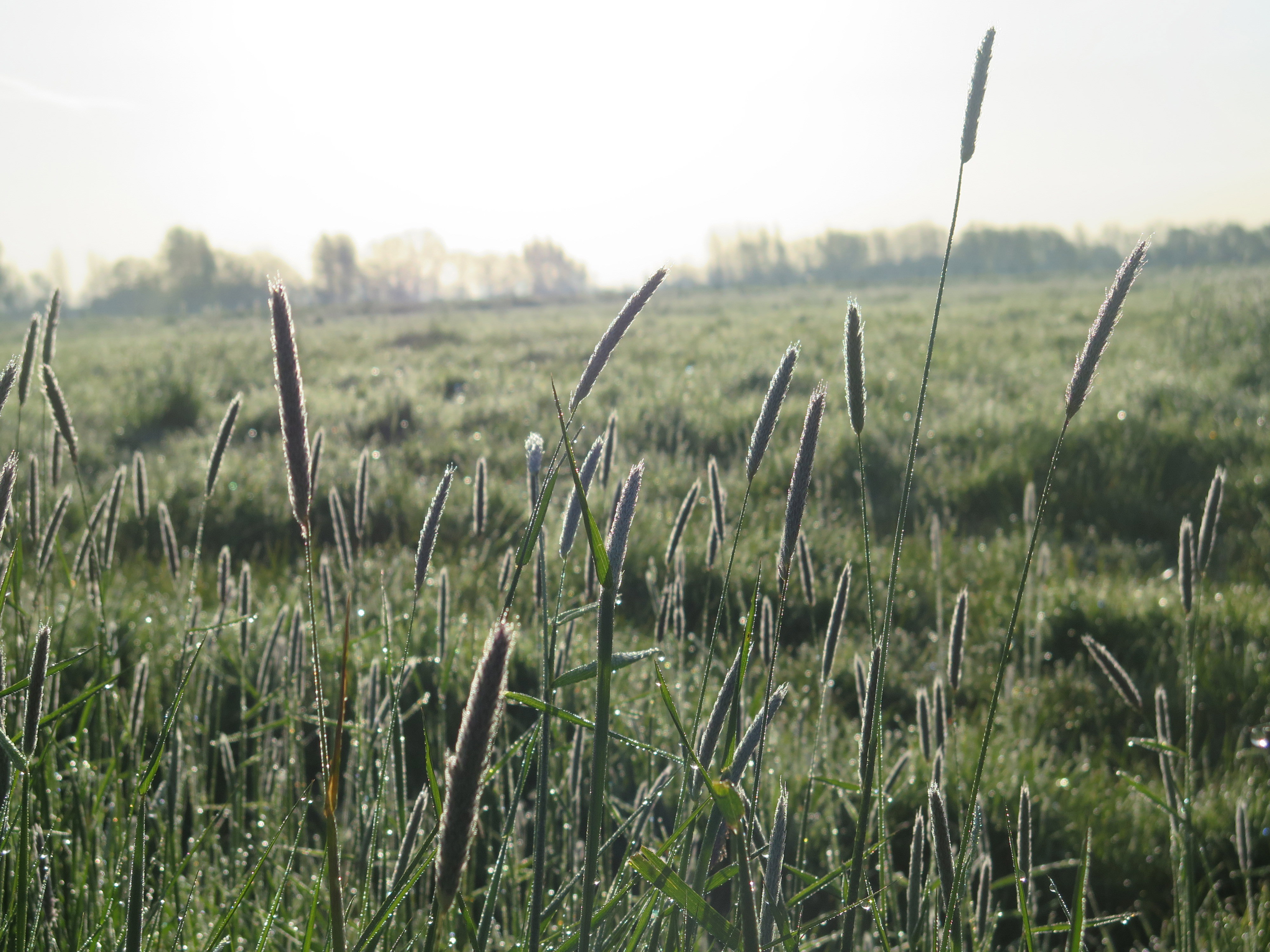 - image: 12
