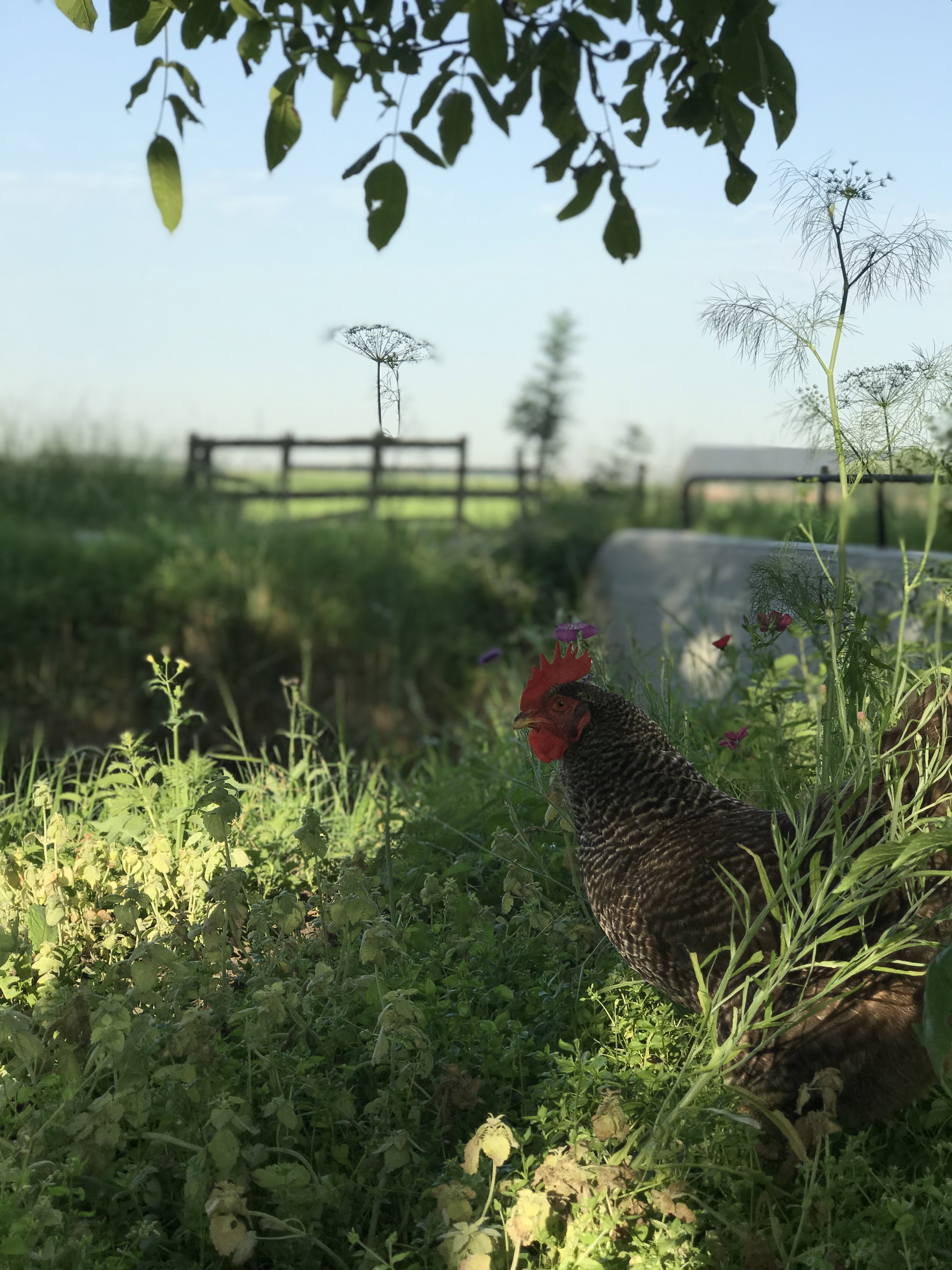 Maison nature à IJsselstein