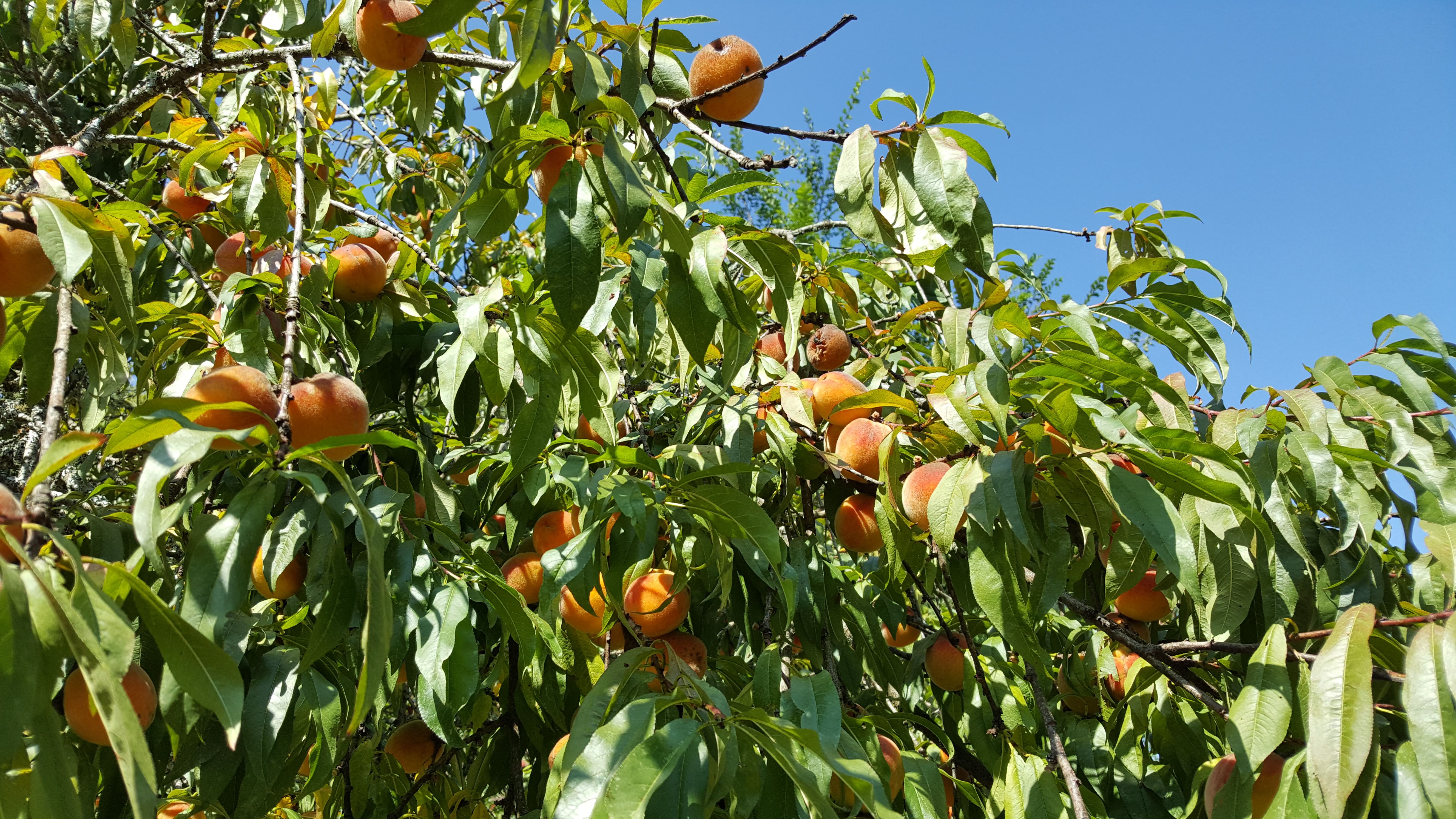 Maison nature à PENSOL