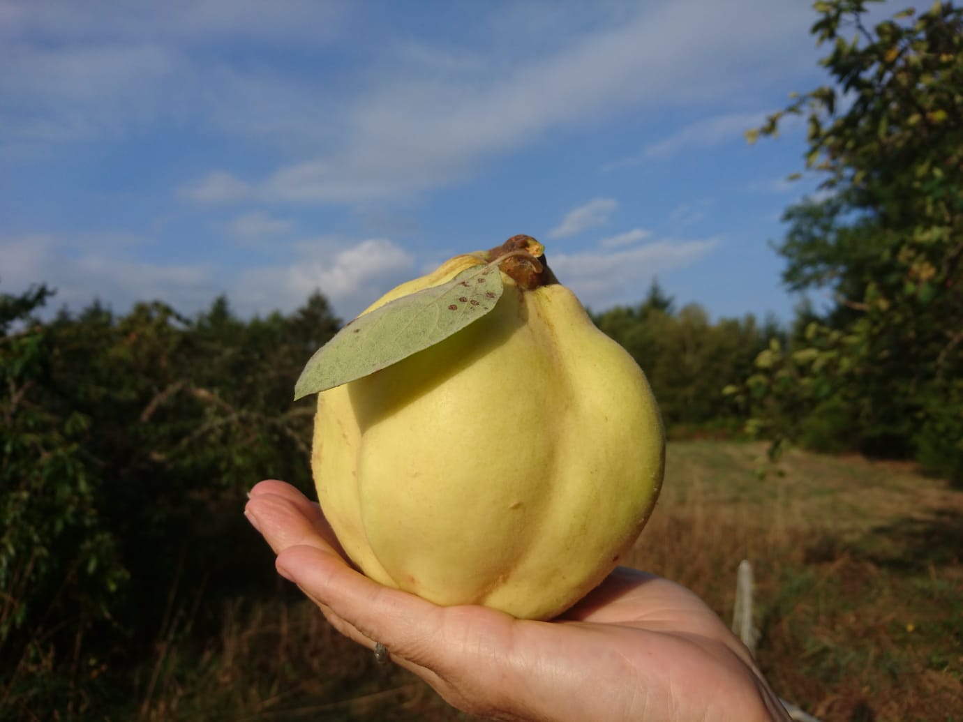 Maison nature à PENSOL