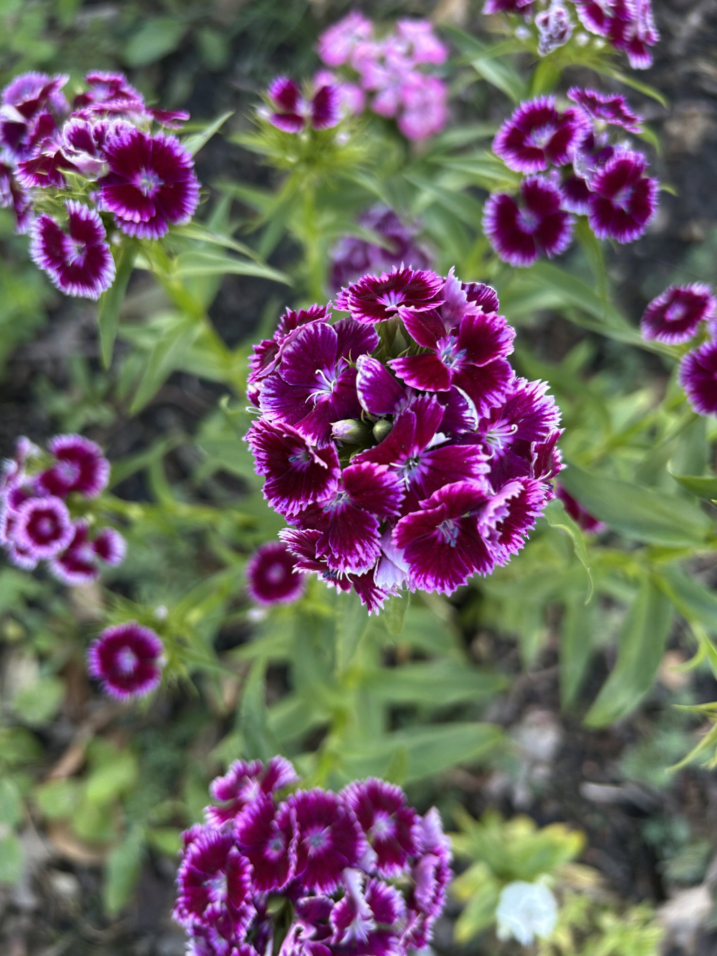 - image: 27