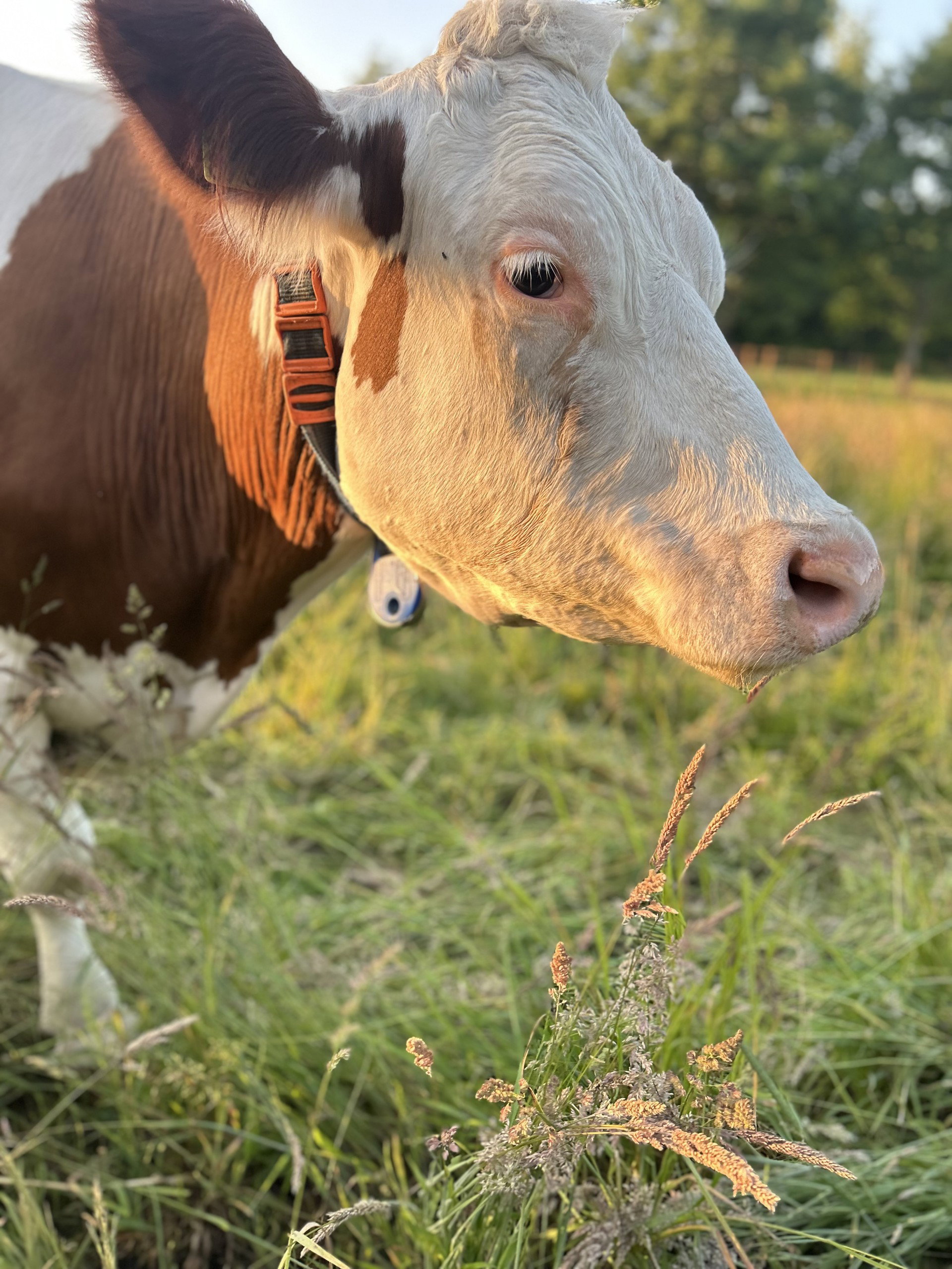 Natuurhuisje in Alteveer