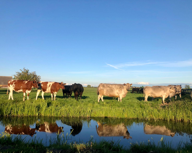 Naturhäuschen in Nieuwveen