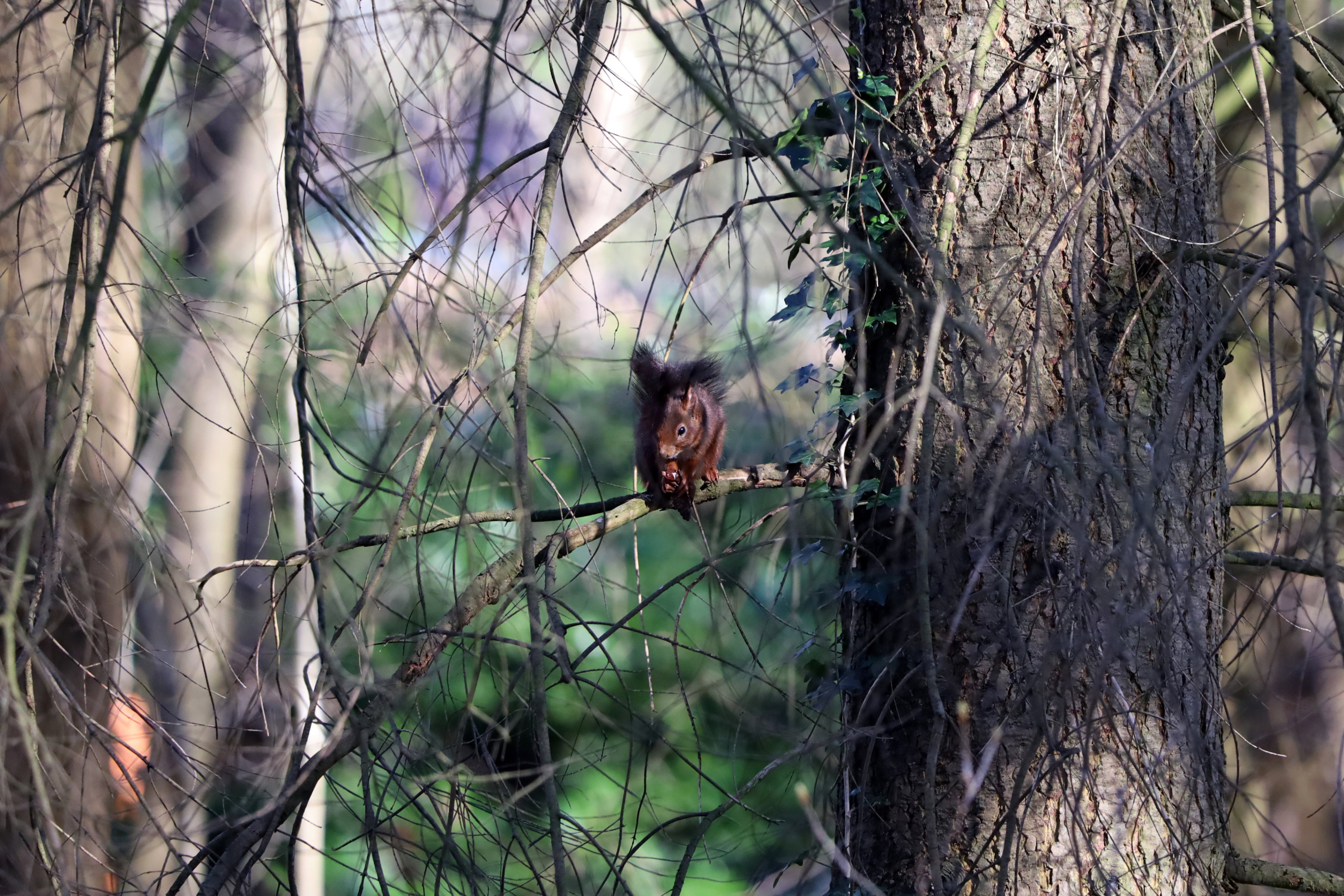 Natuurhuisje in Voorthuizen