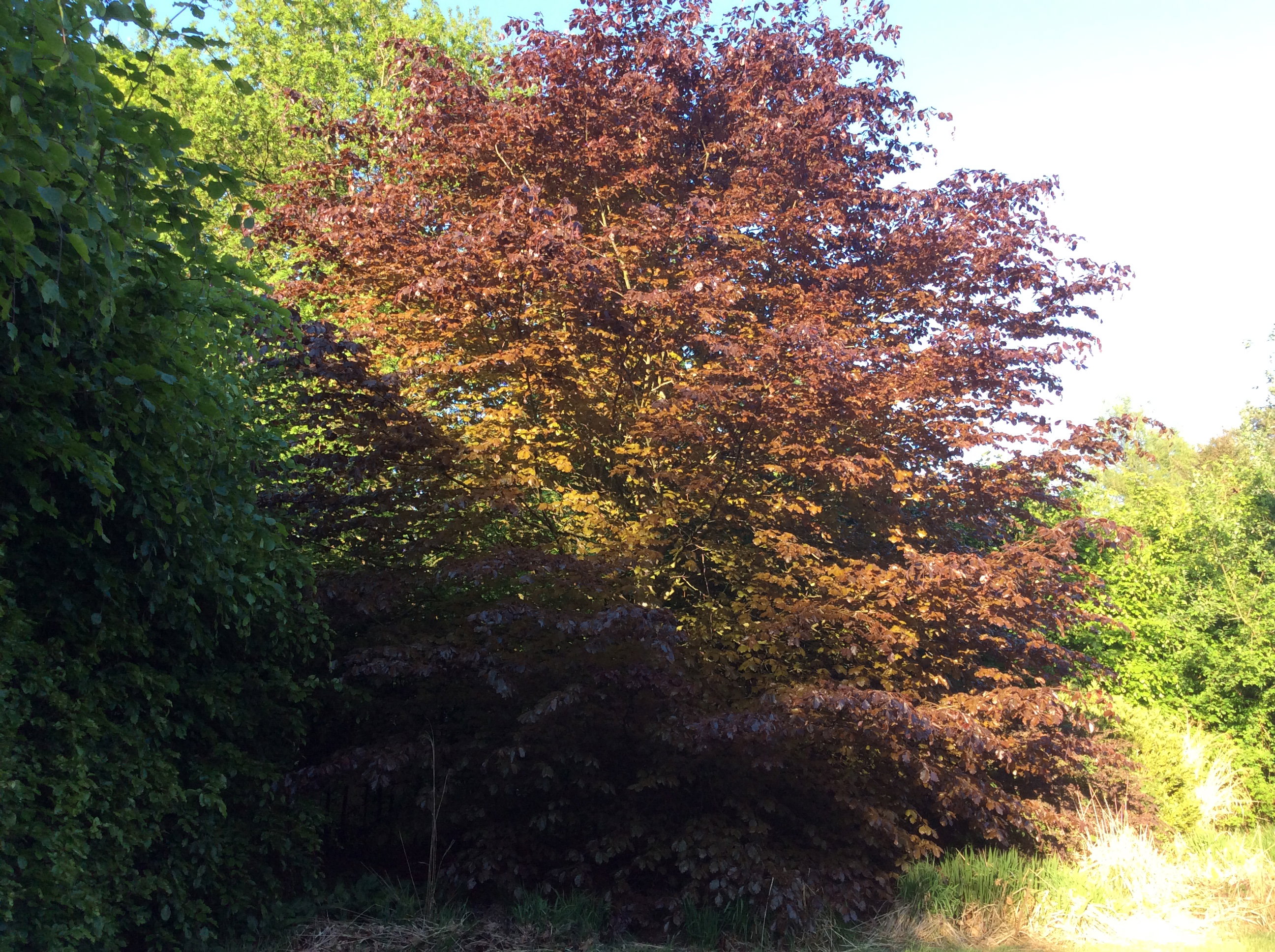 Naturhäuschen in Noordwolde