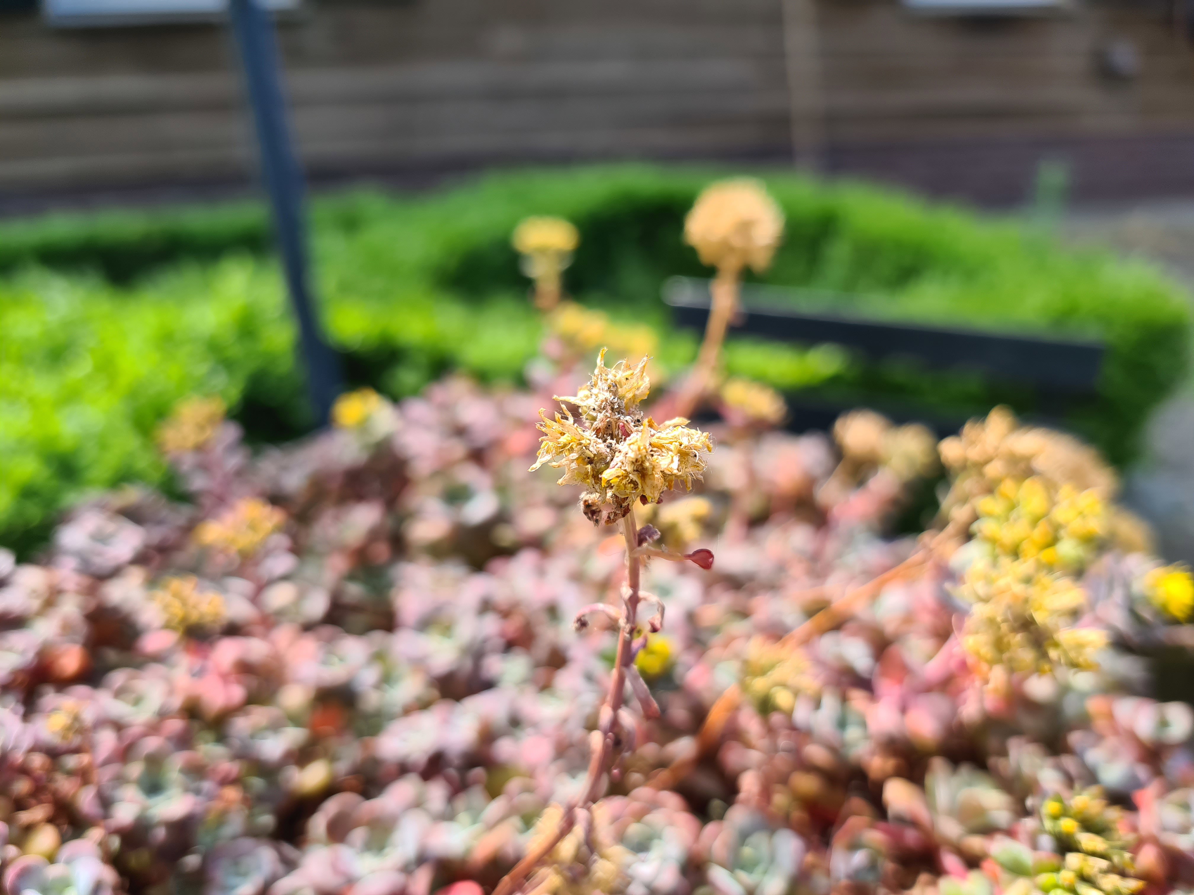 Naturhäuschen in Elsendorp