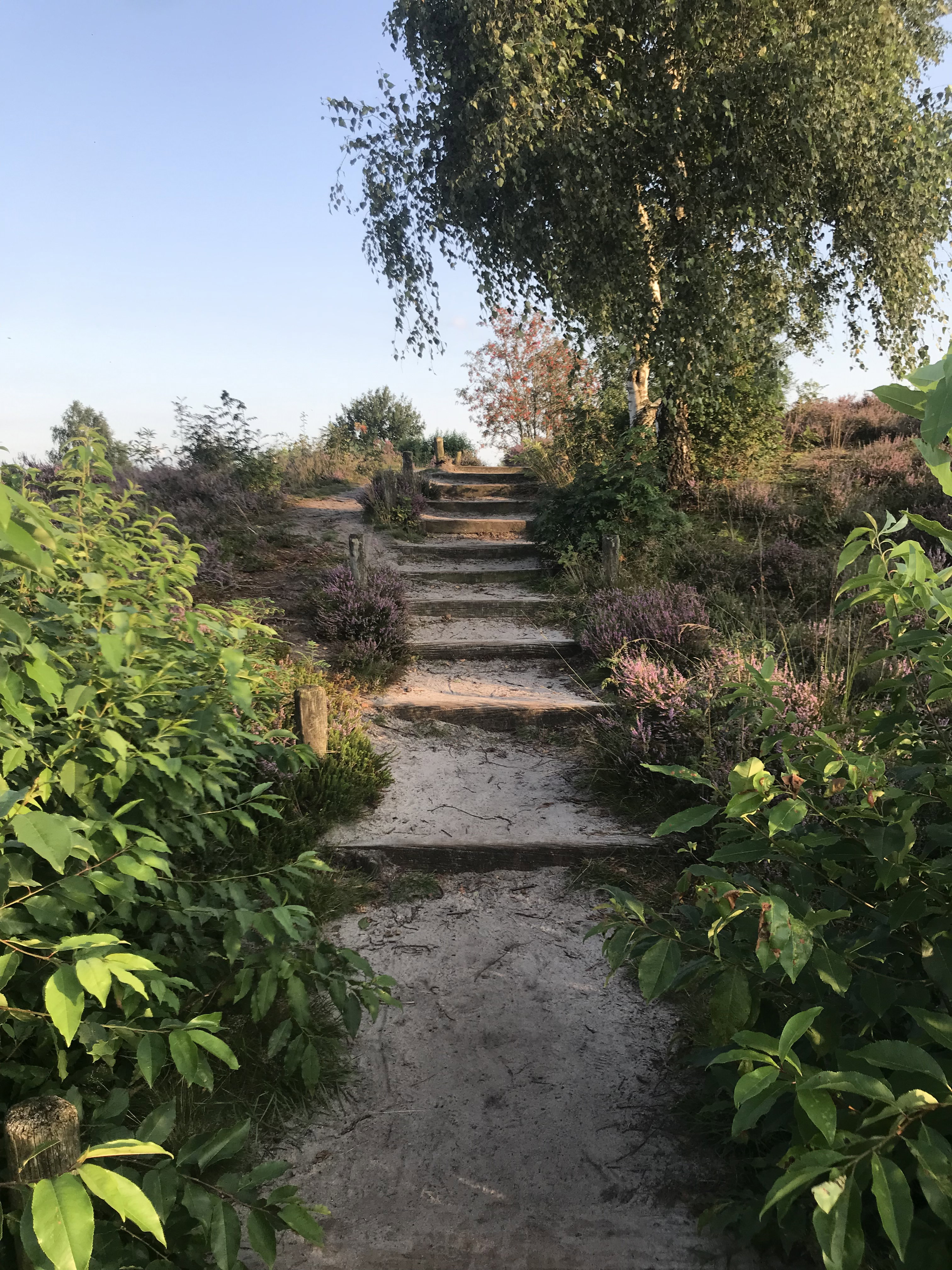- image: 20