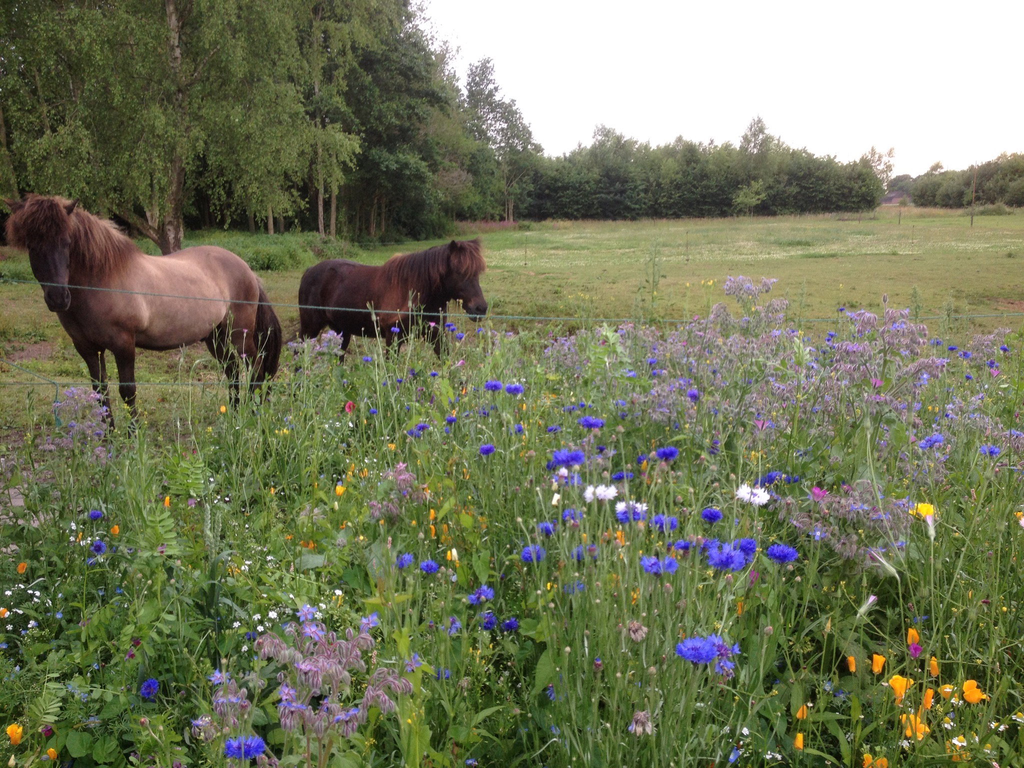 Natuurhuisje in Zuidlaarderveen