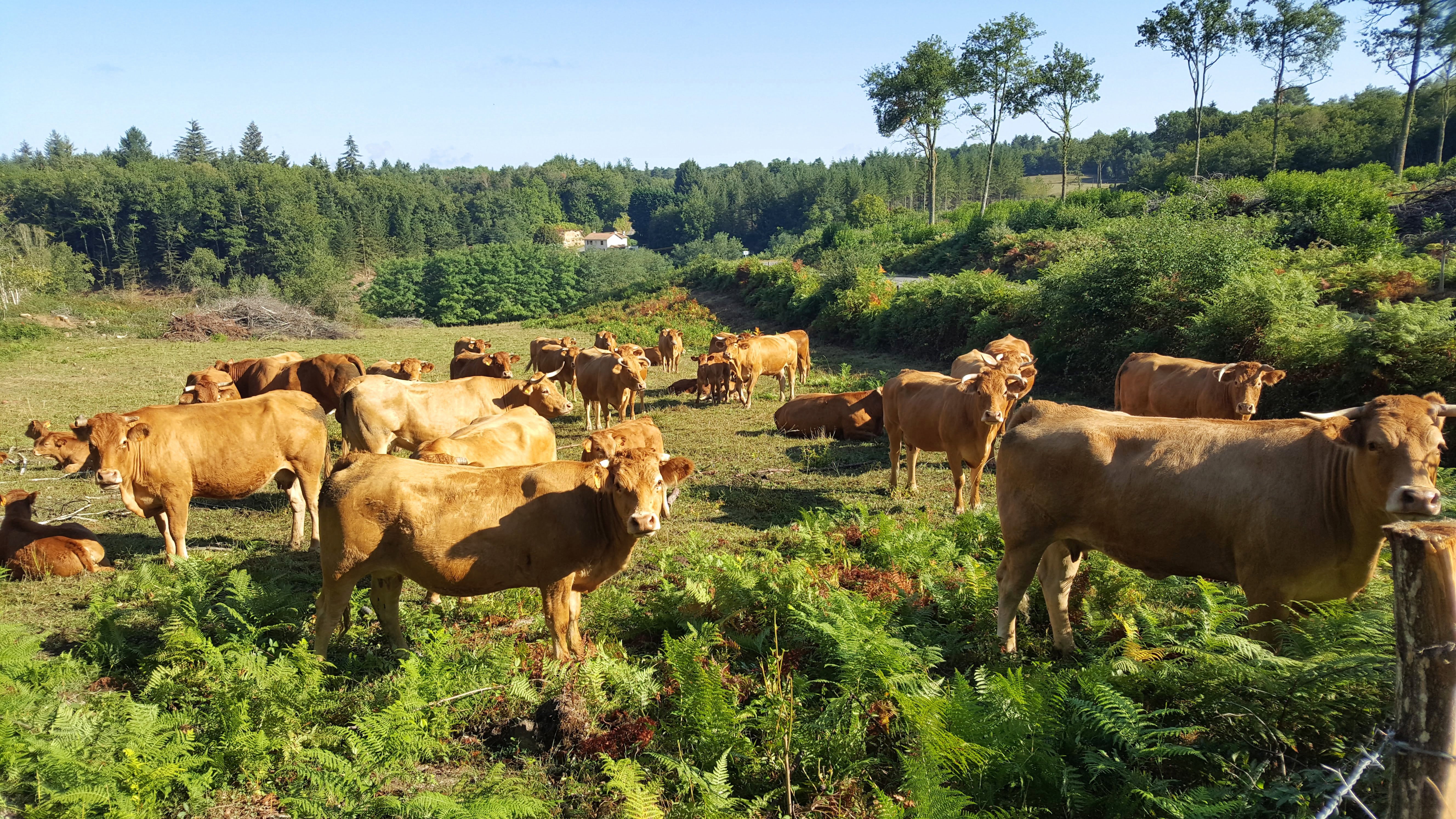 Maison nature à PENSOL