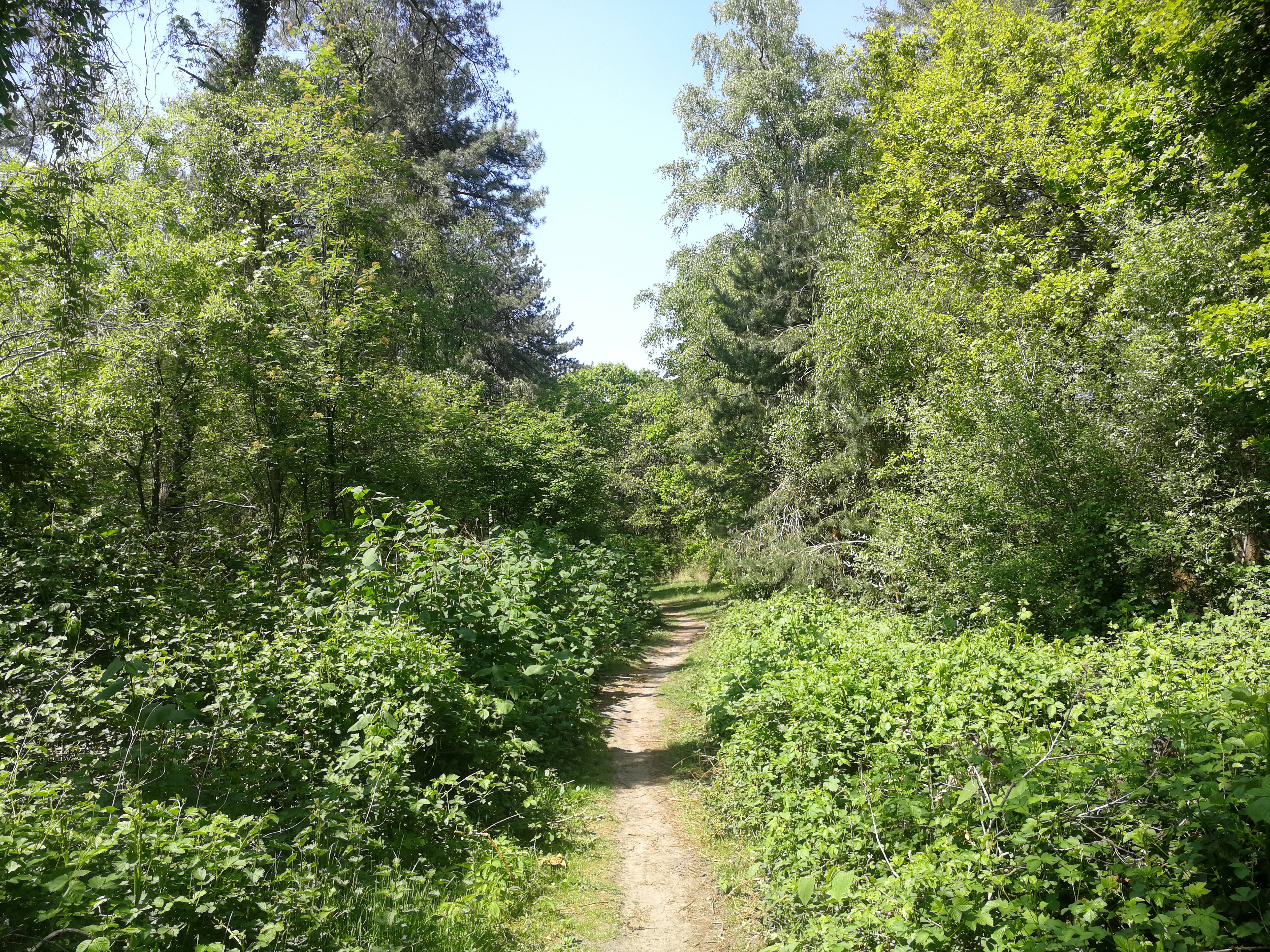 - image: 16