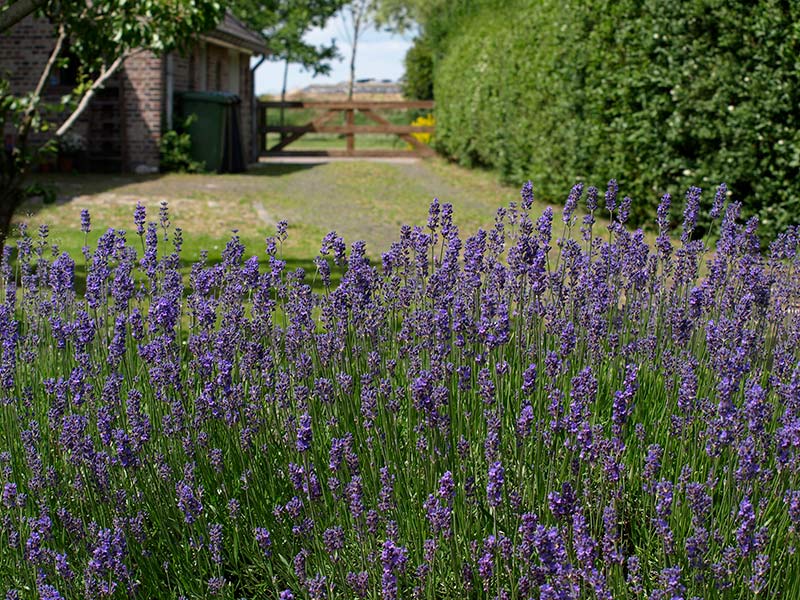 - image: 26