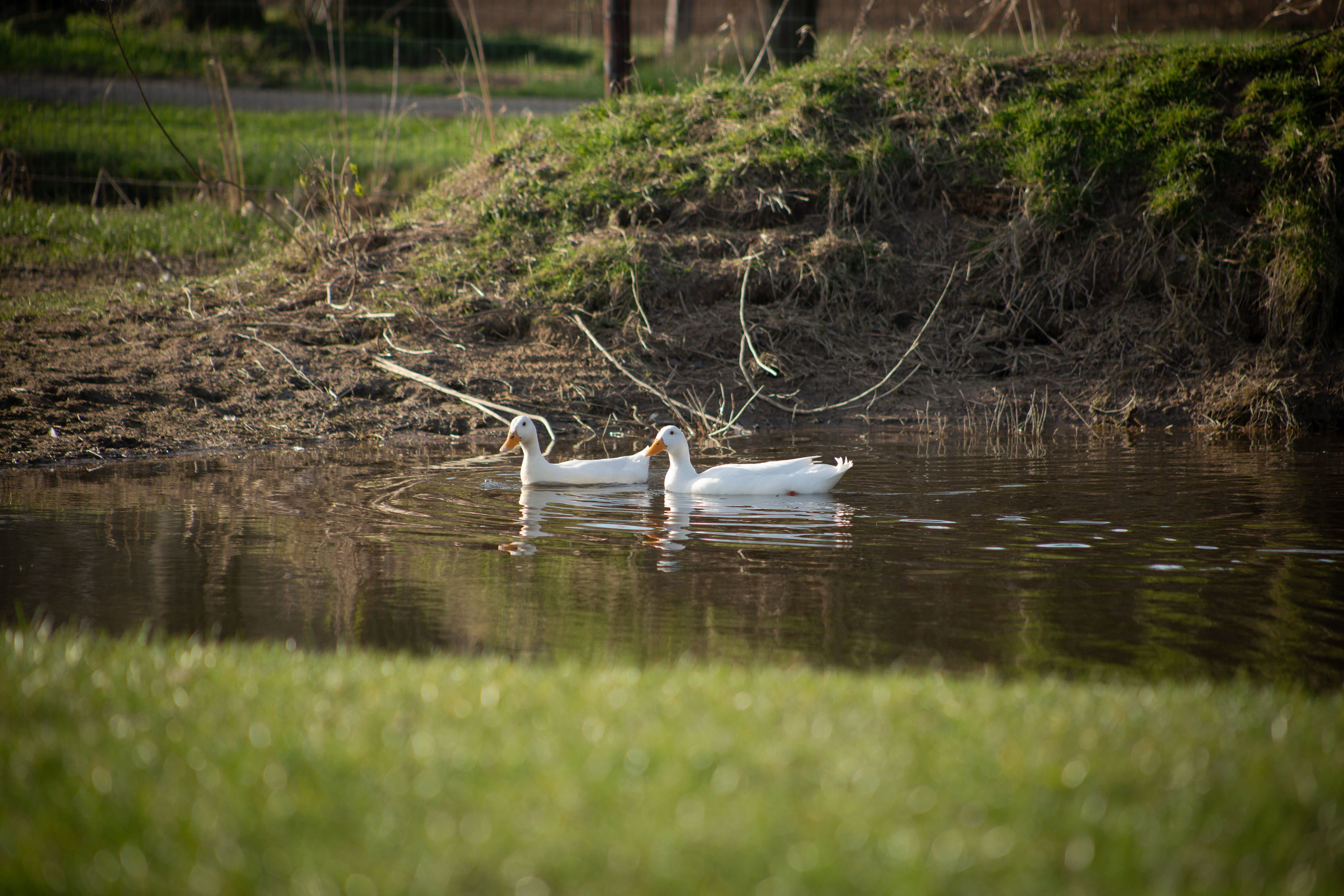 Naturhäuschen in Okkenbroek